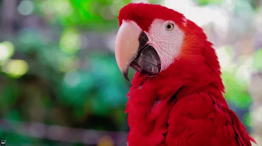 Red Parrot - Live Wallpaper