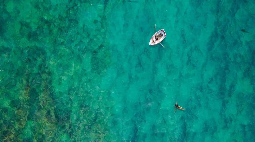 Shark (Requin) Live Wallpaper