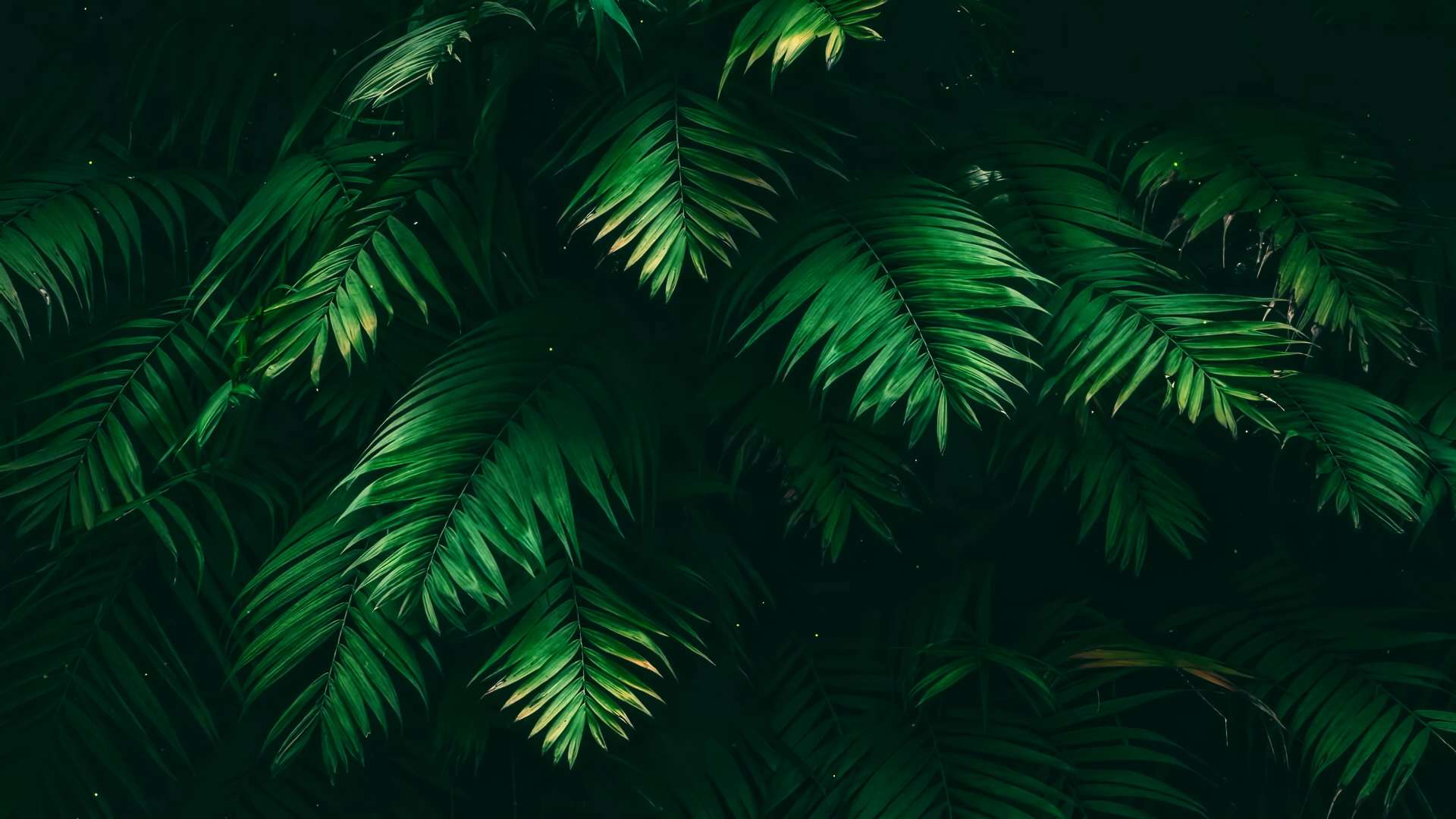 Gently Breezing Fern Leaves v2 Live Wallpaper