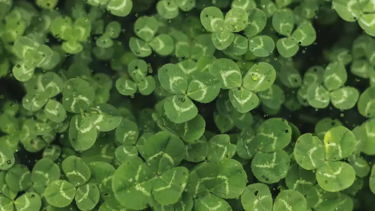 Green Clover Live Wallpaper