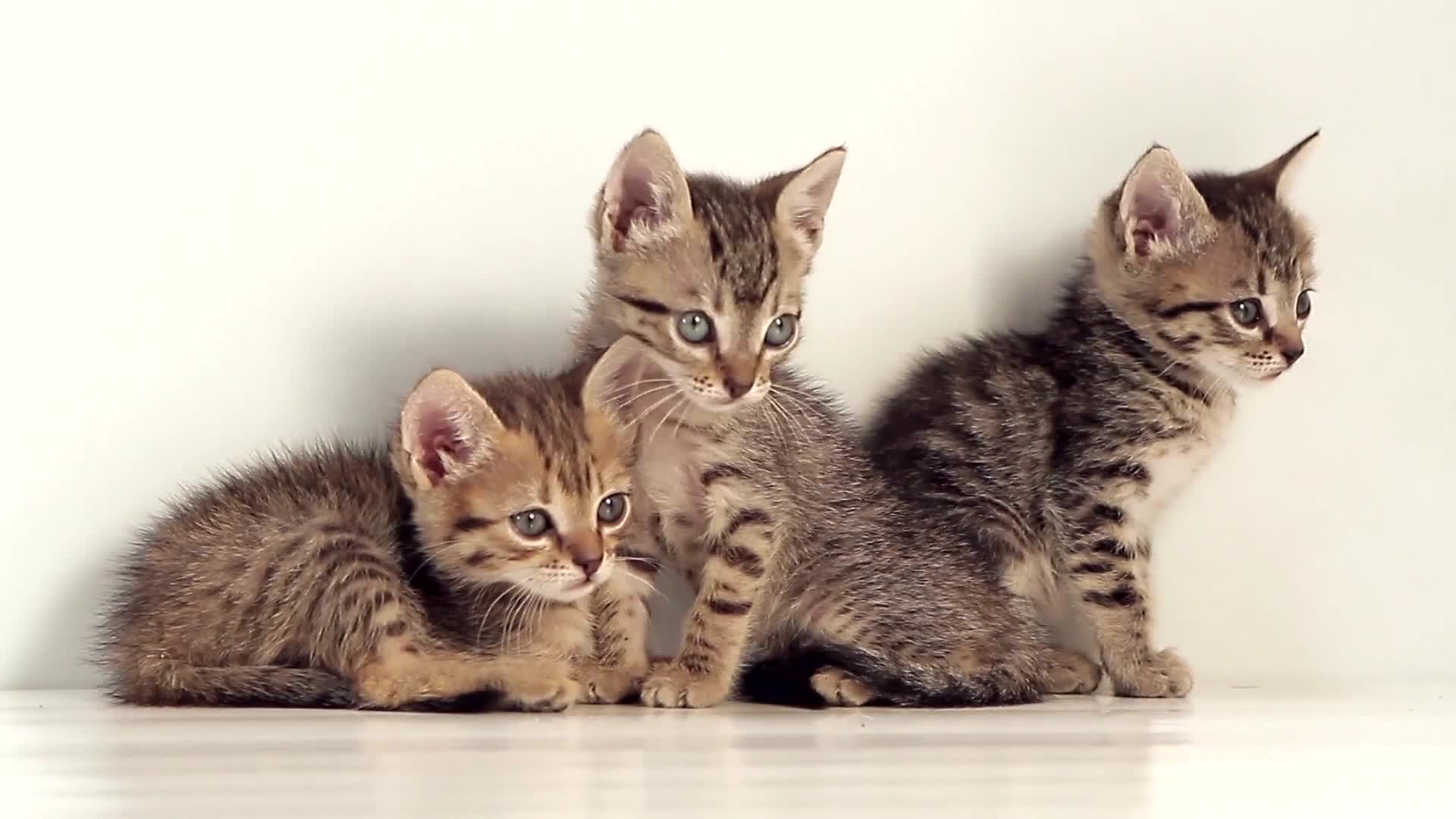 Kittens live wallpaper