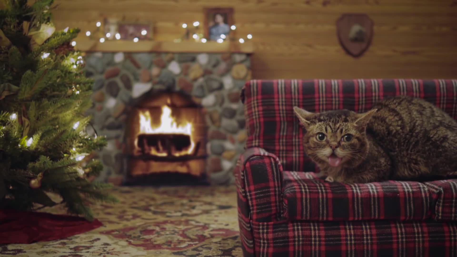 Magical cat on Christmas