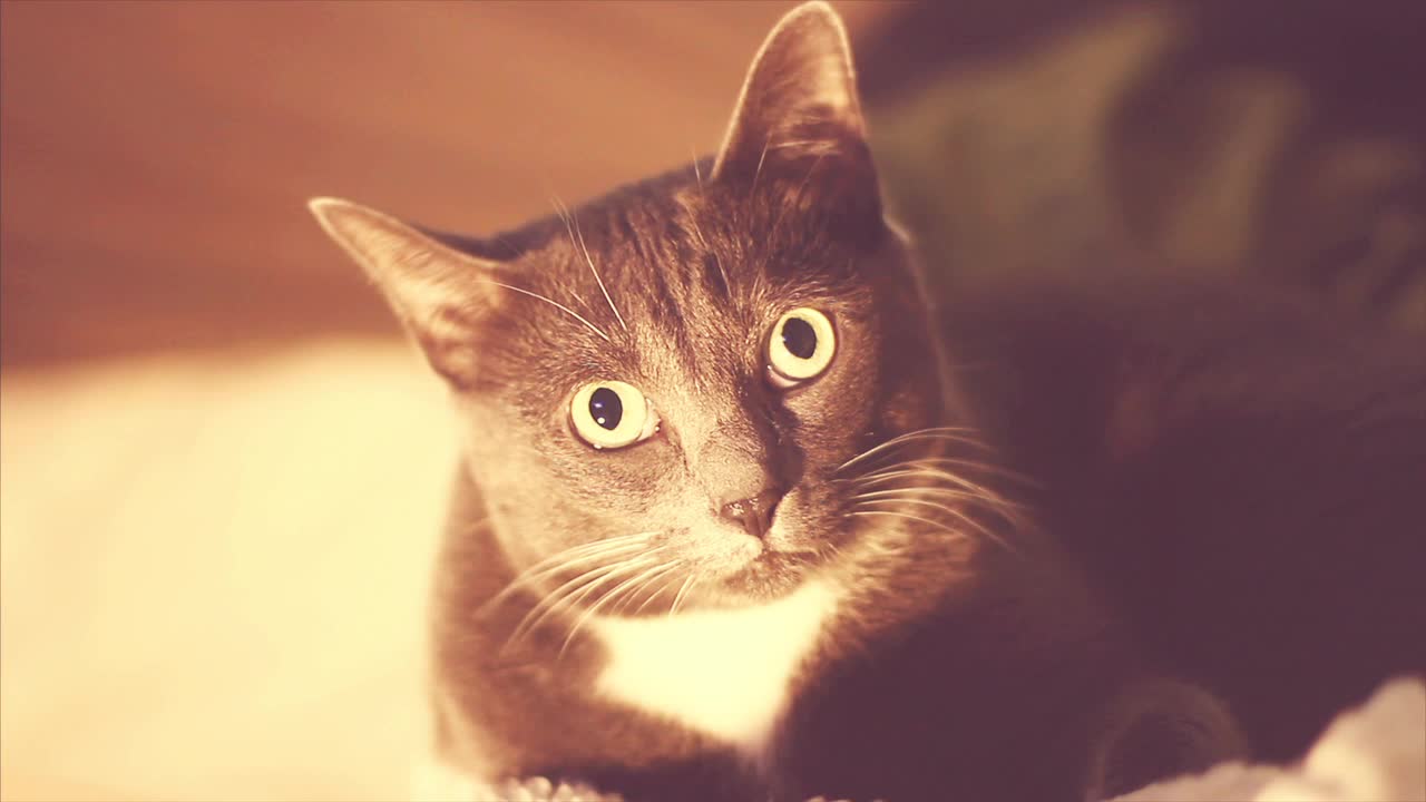One Cat Look HD Animated Wallpaper