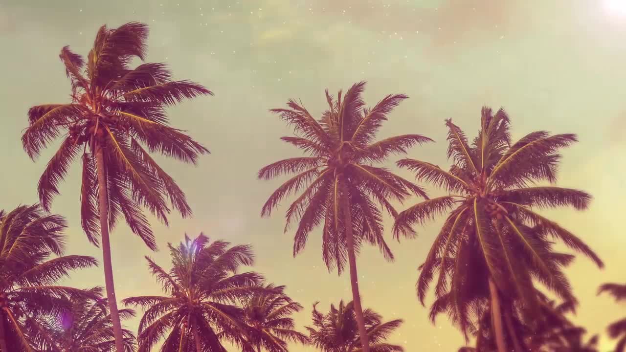 Summer Palms