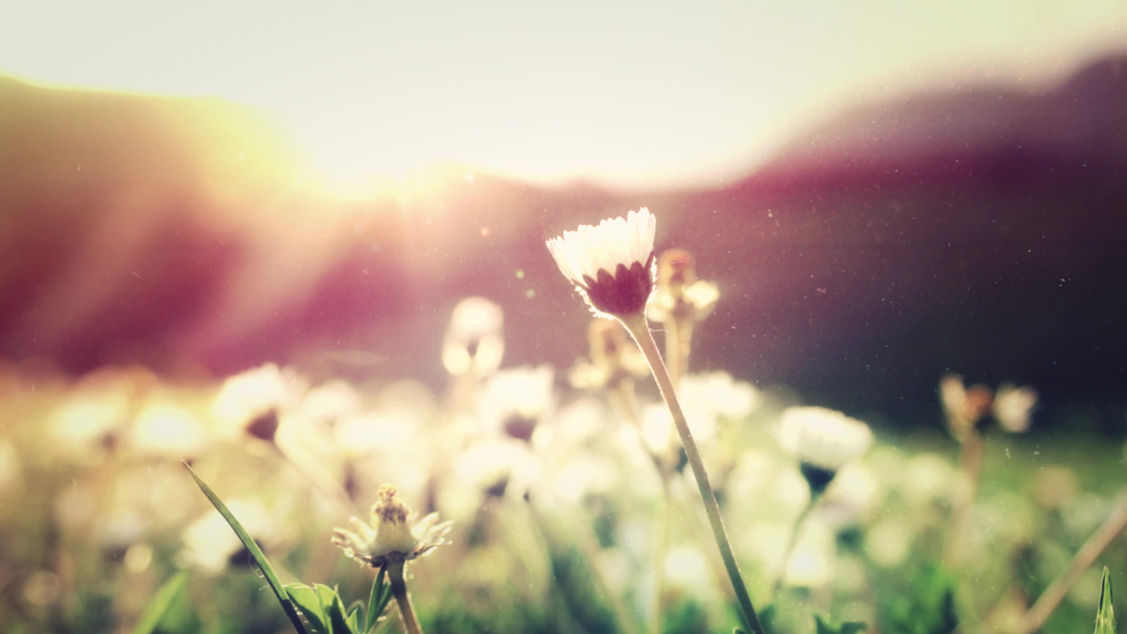 Summer Flower 4K Animated Wallpaper