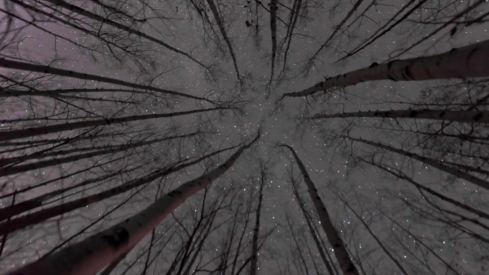 Hd Looking up at stars Live Wallpapers