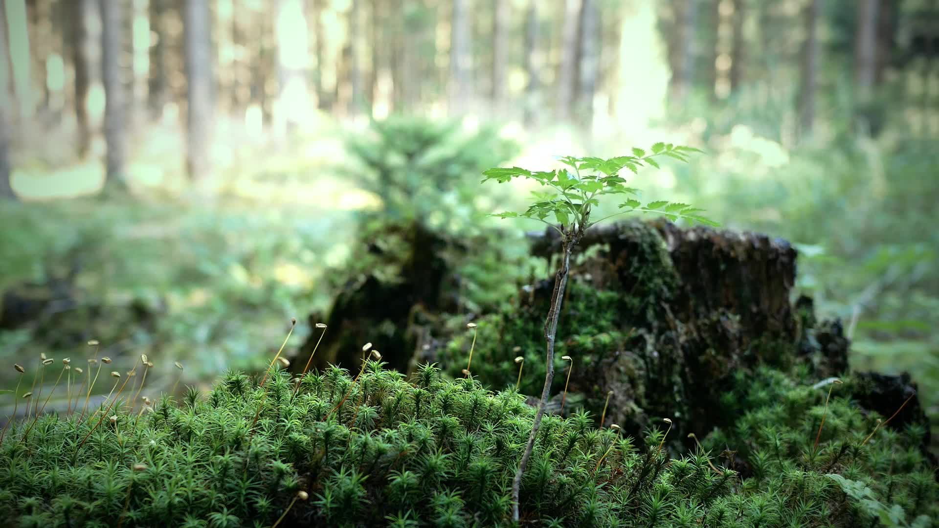 Babytree HD Live Wallpaper