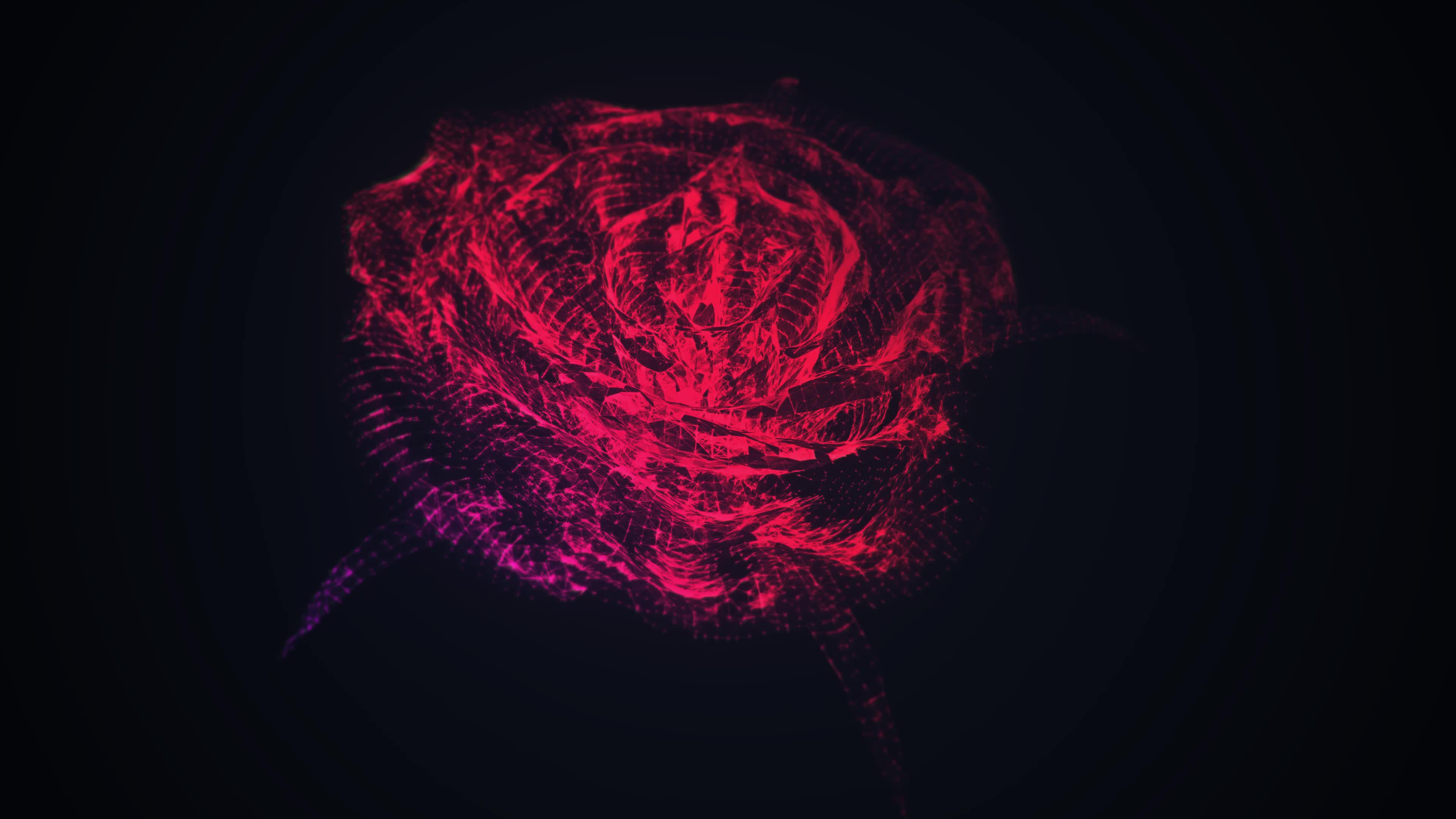 60fps 4k Rose Live Wallpaper