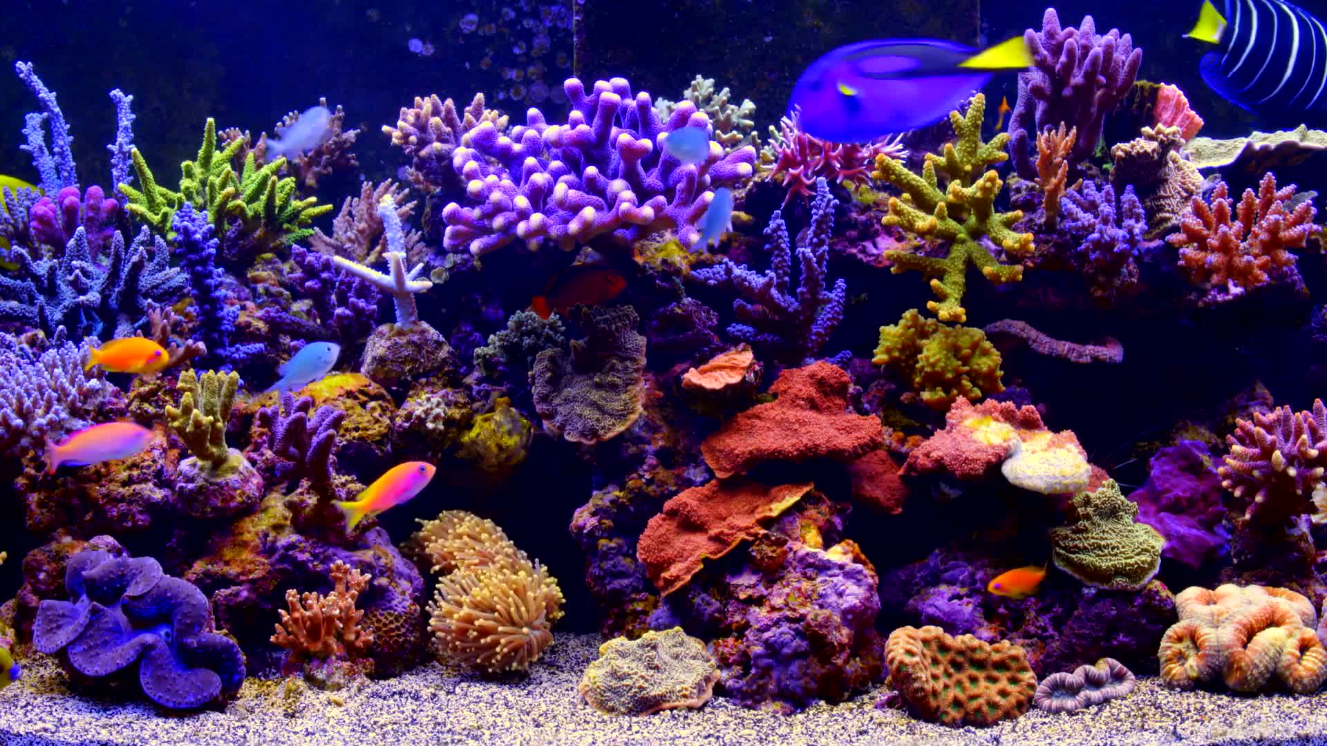 Aquarium Live Wallpaper live wallpaper