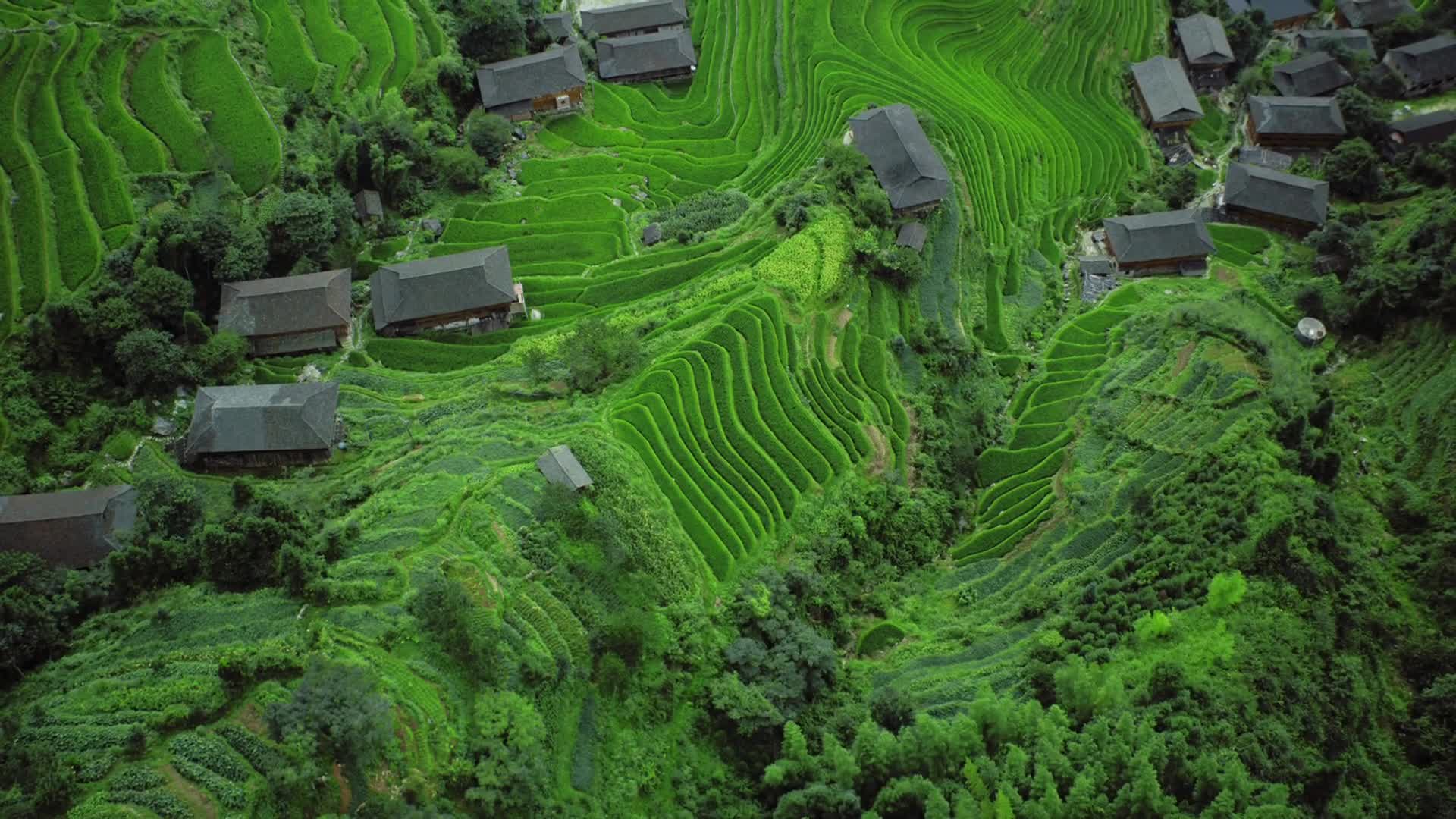 China Tea Fields Live Wallpaper
