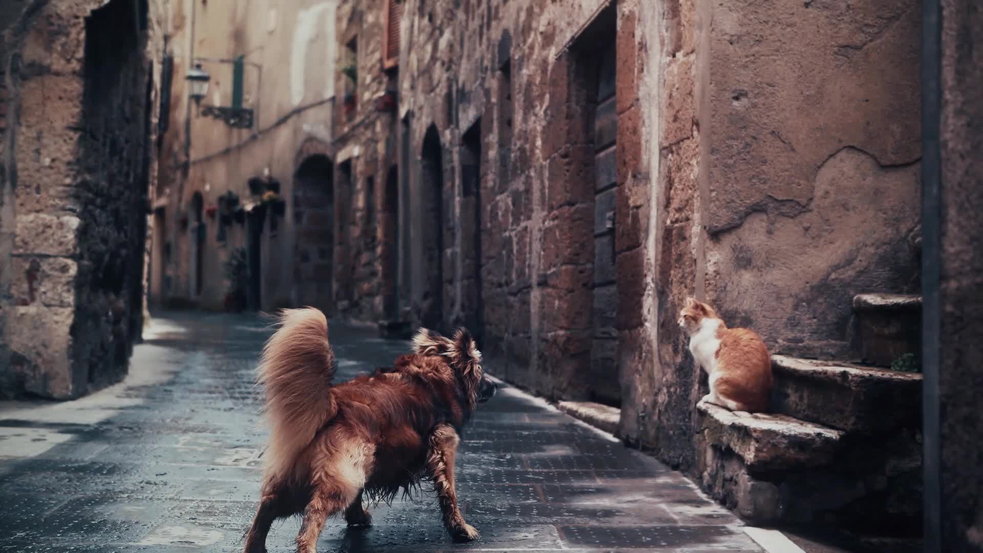 Indifferent Cat HD Live Wallpaper