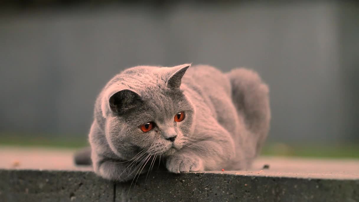 Lazy Grey Cat HD Live Wallpaper