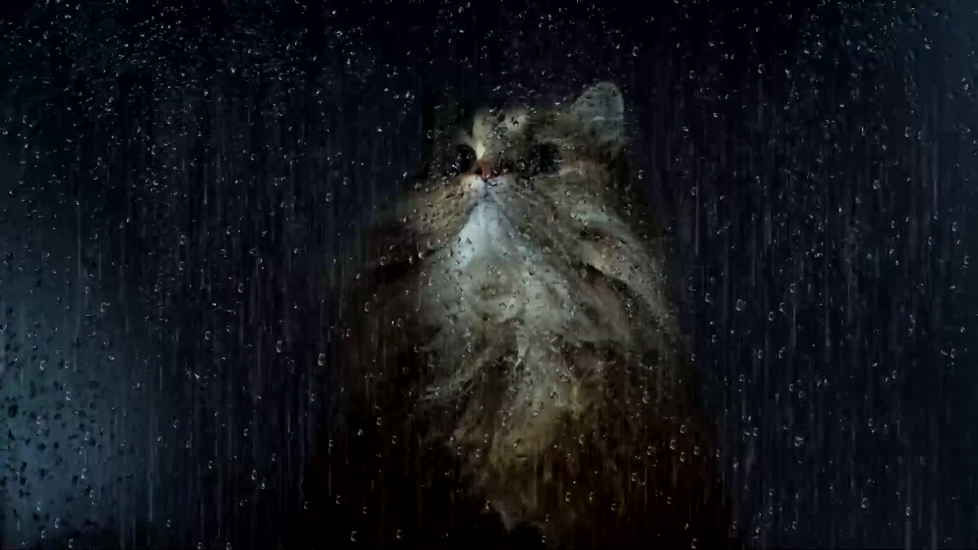 Rainy Window Cat Live Wallpaper