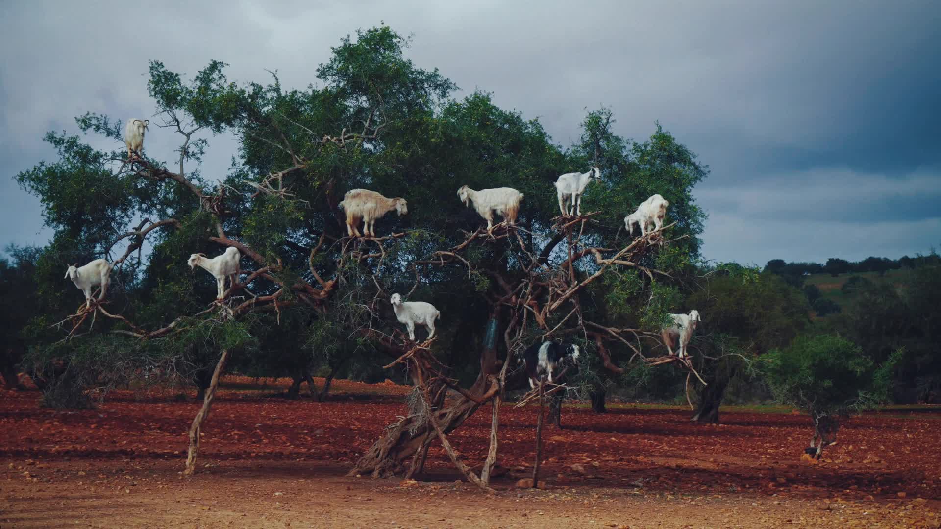 Goats On Tree Live Wallpaper