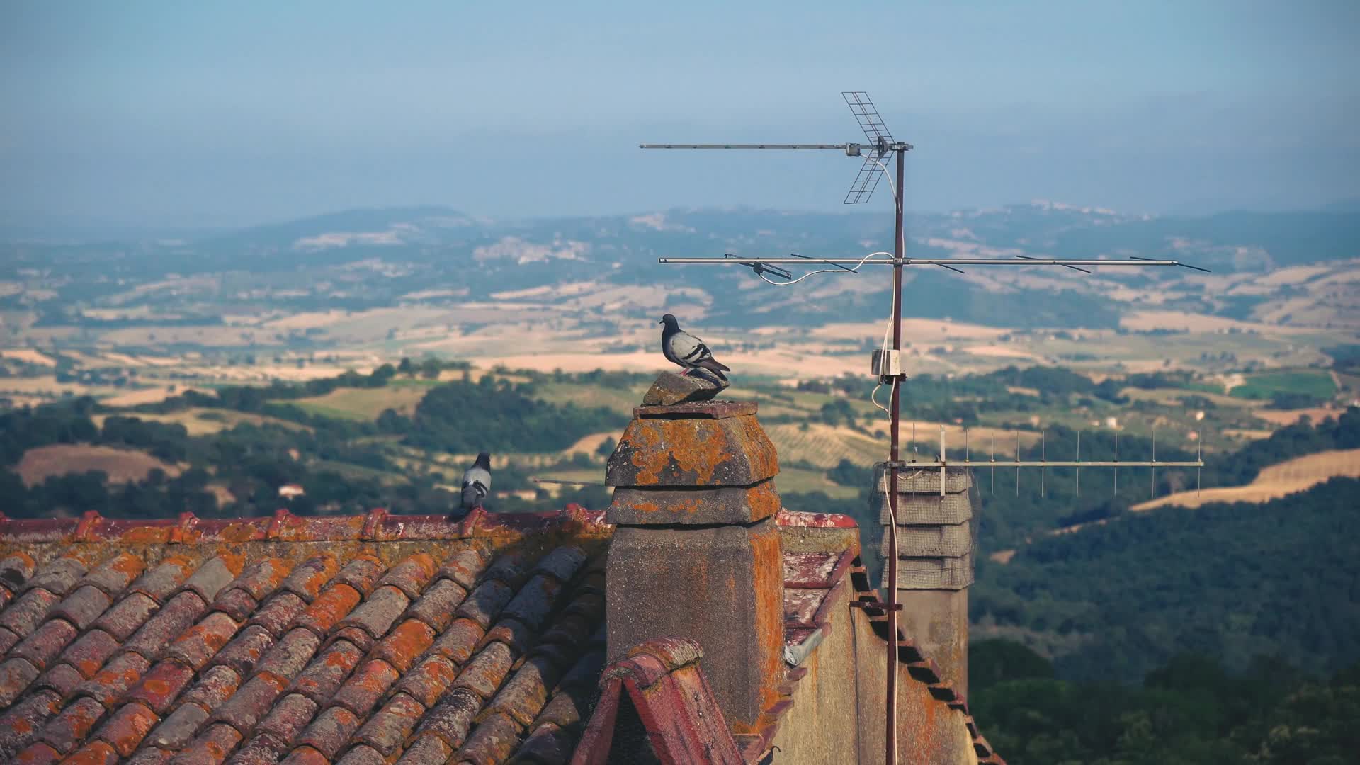 Pidgeons Overlooking Tuscany Live Wallpaper HD
