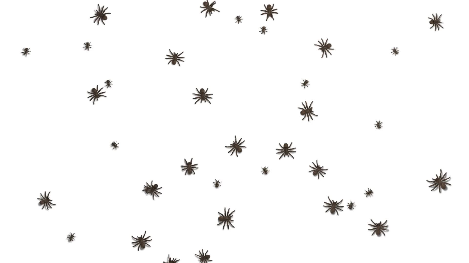 Tarantulas Swarm Screen HD Live Wallpaper Free