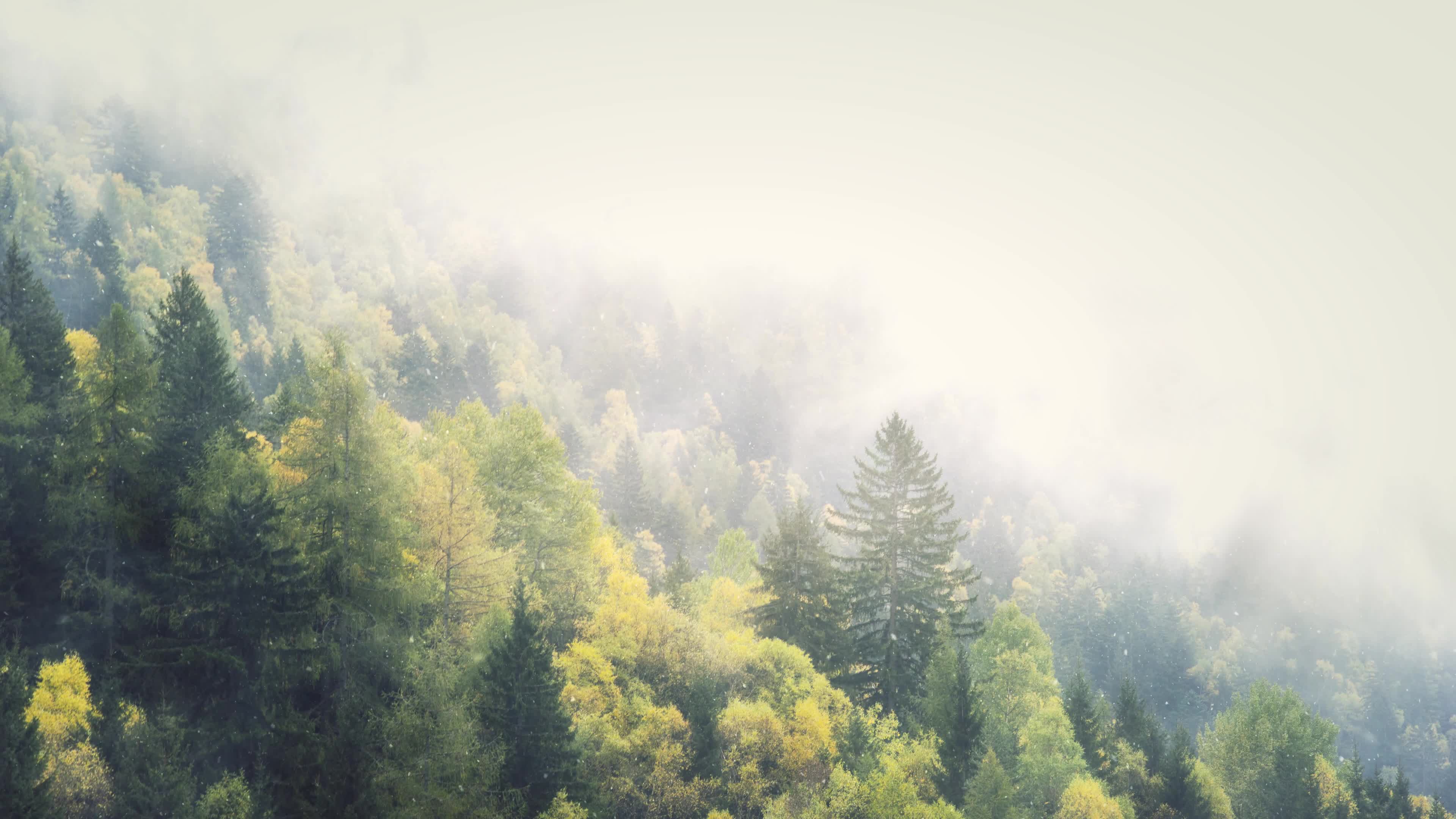 Foggy Snow Winter Forest 4K Live Wallpaper