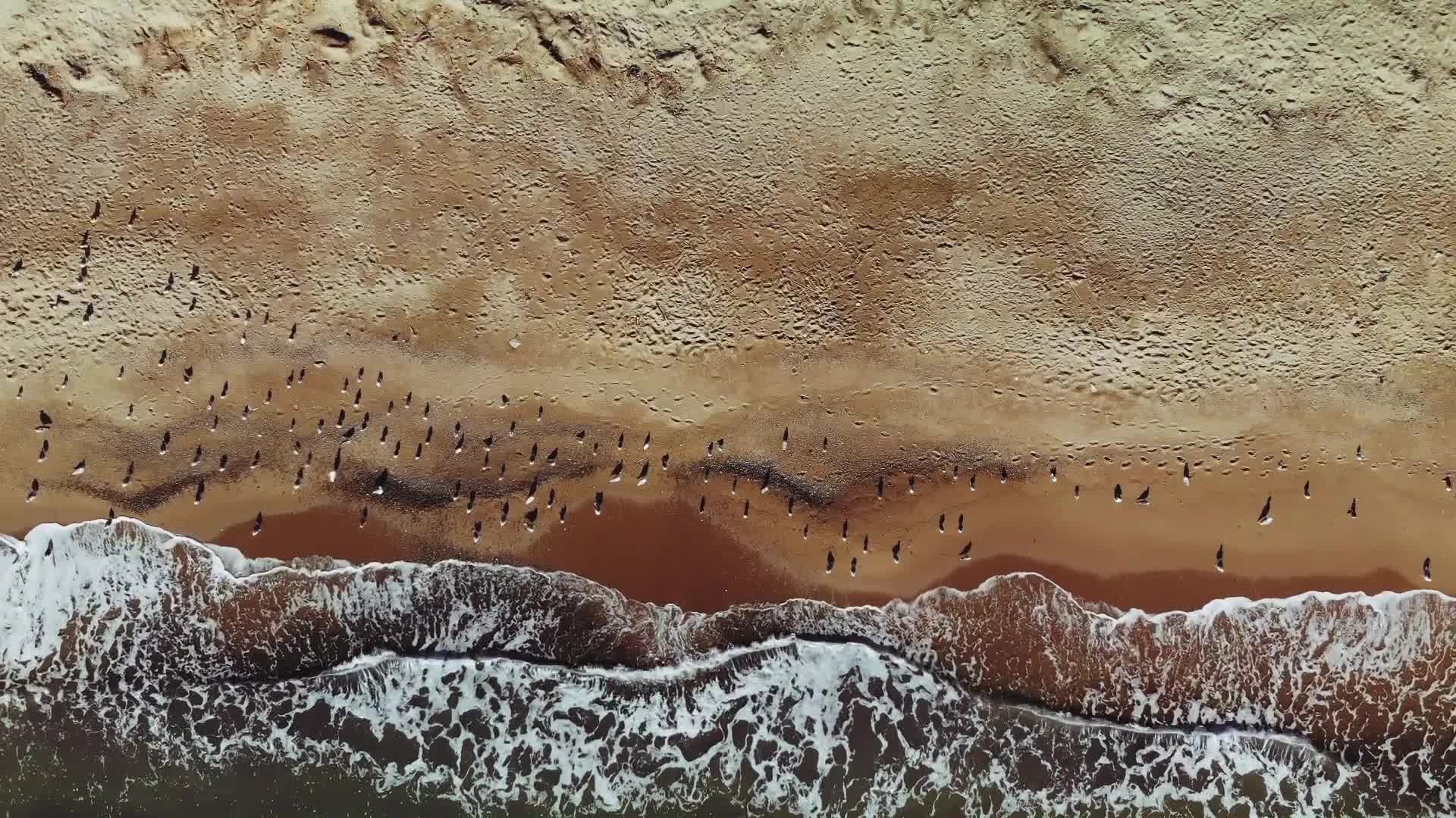 Birds on the Beach Live Wallpaper
