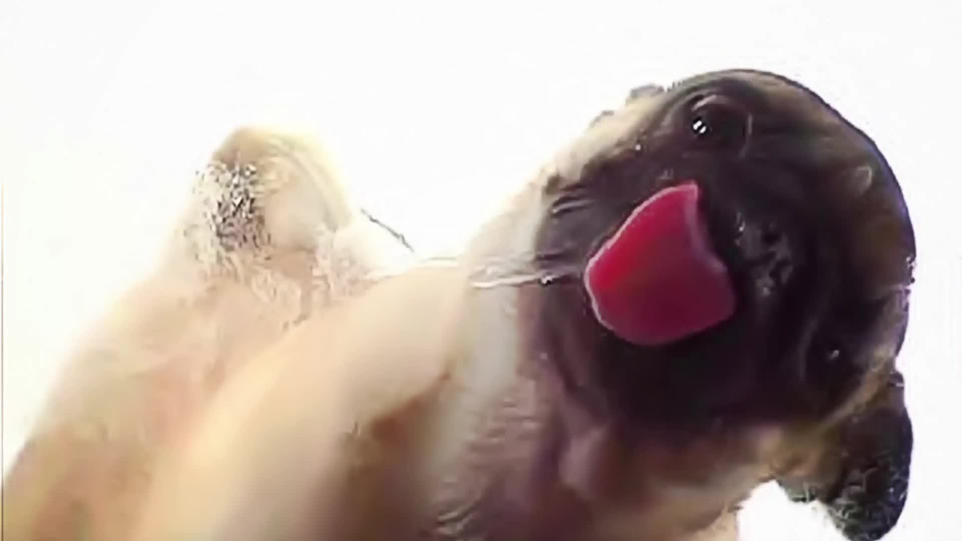 Screenclean  Dog  Animals  Live  Wallpaper