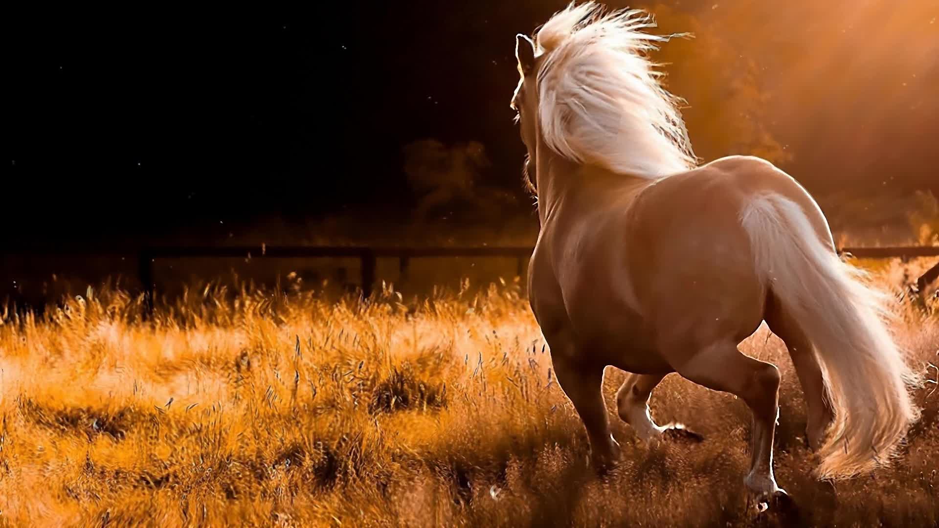 Running  Horse  Field  Live  Wallpaper