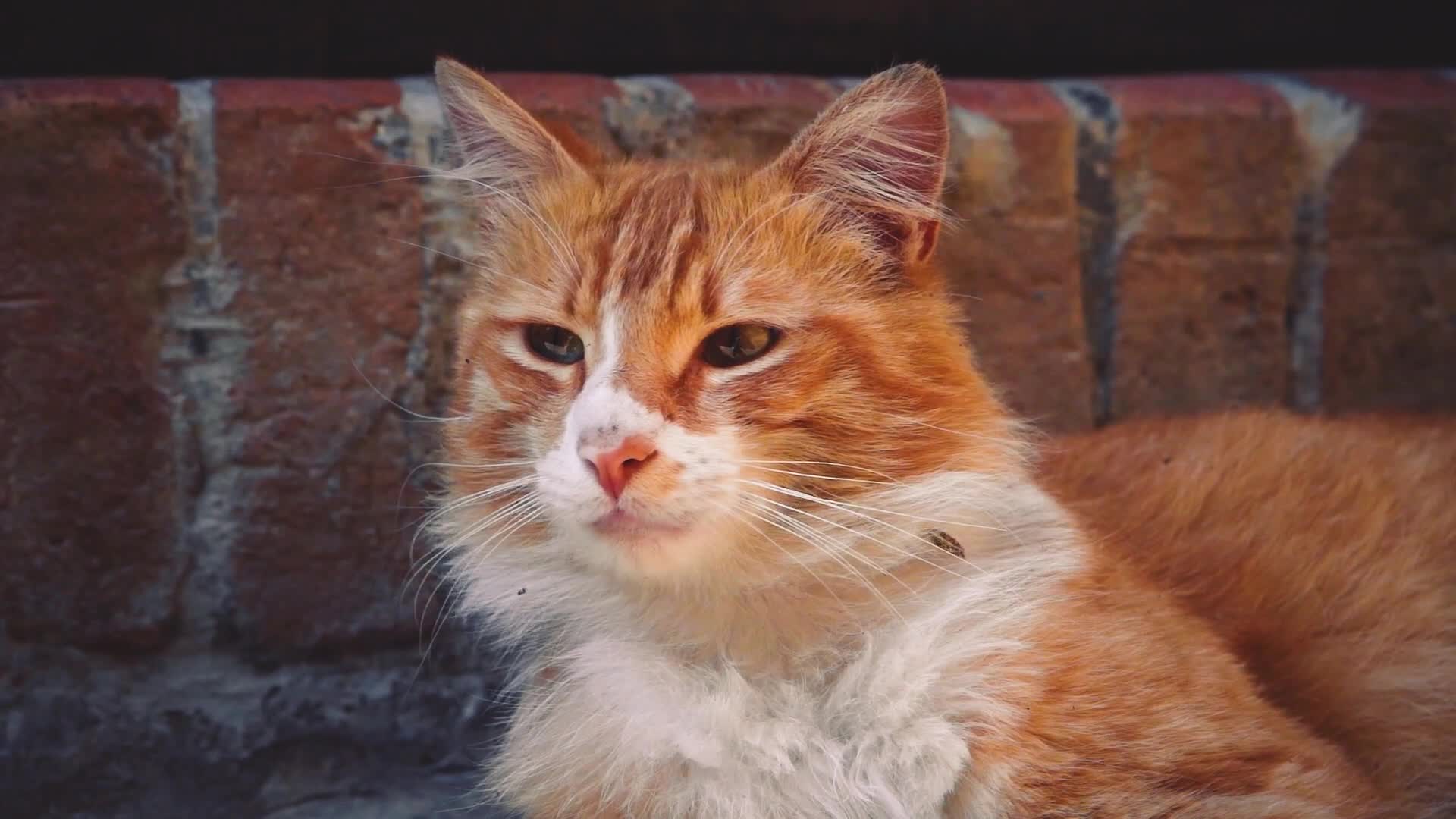 Street Orange Cat Live Wallpaper HD