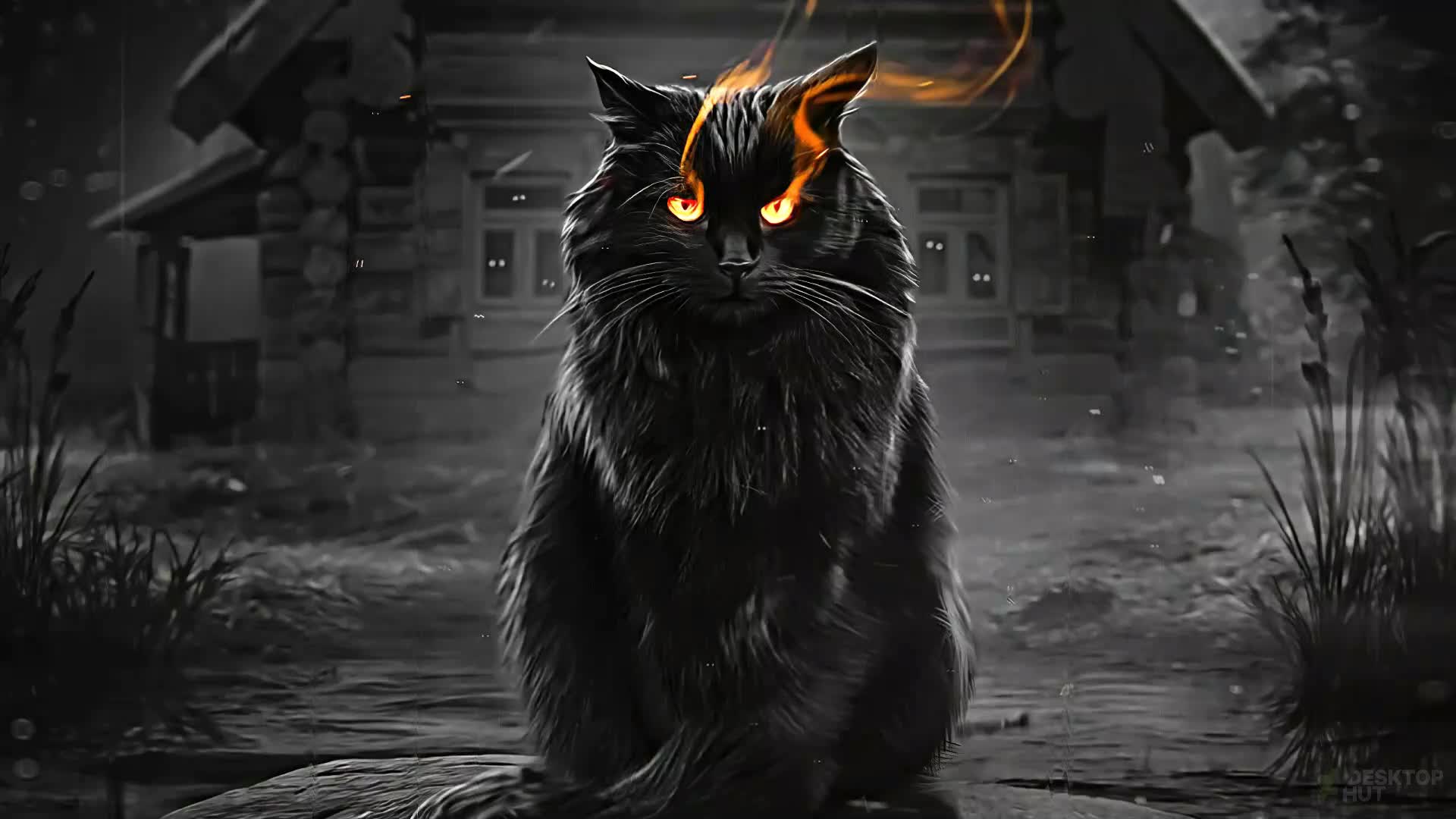 Dark Black Cat in Rain Live Wallpaper