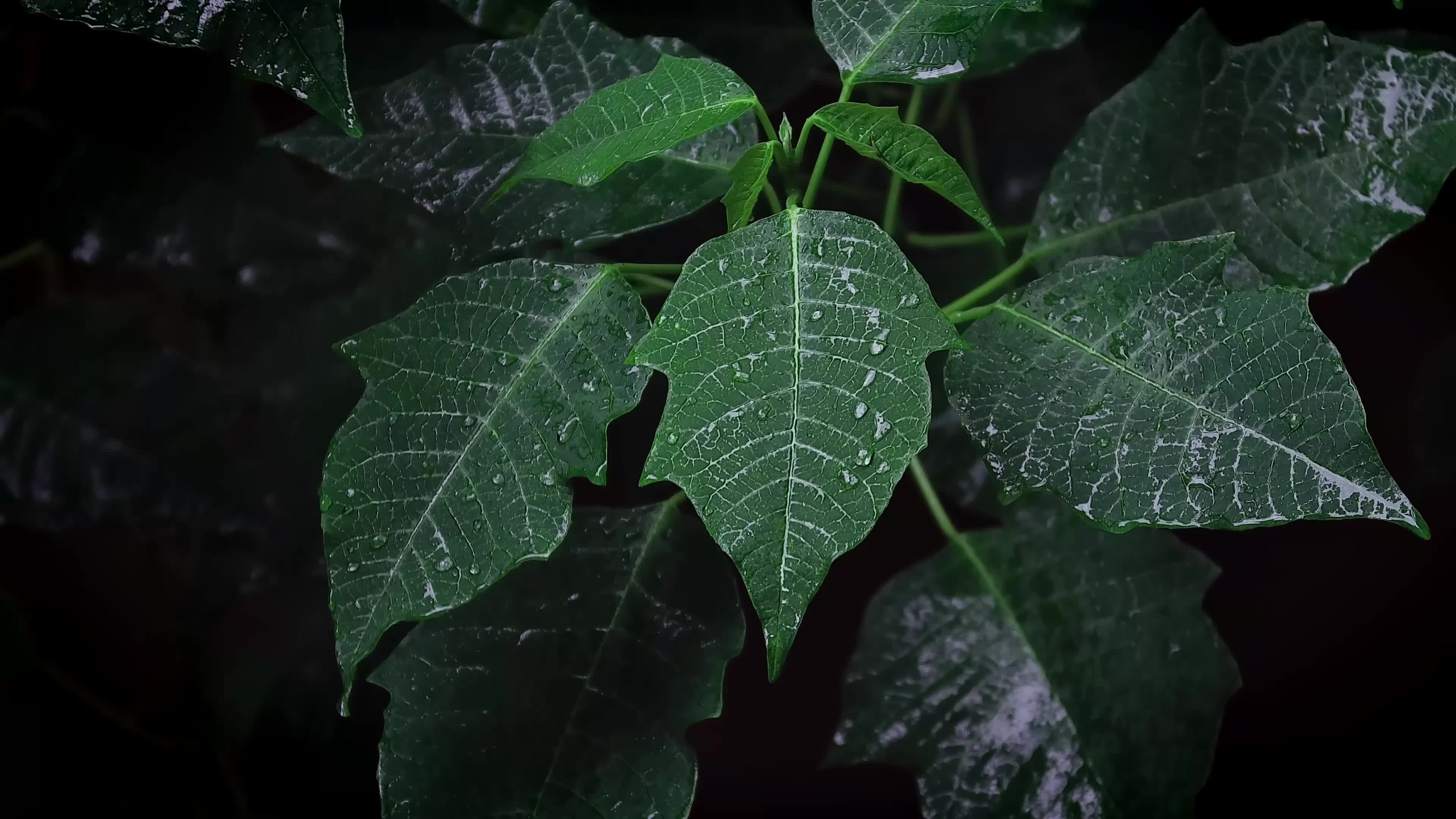 Green Leafs in Black Background Live Wallpaper