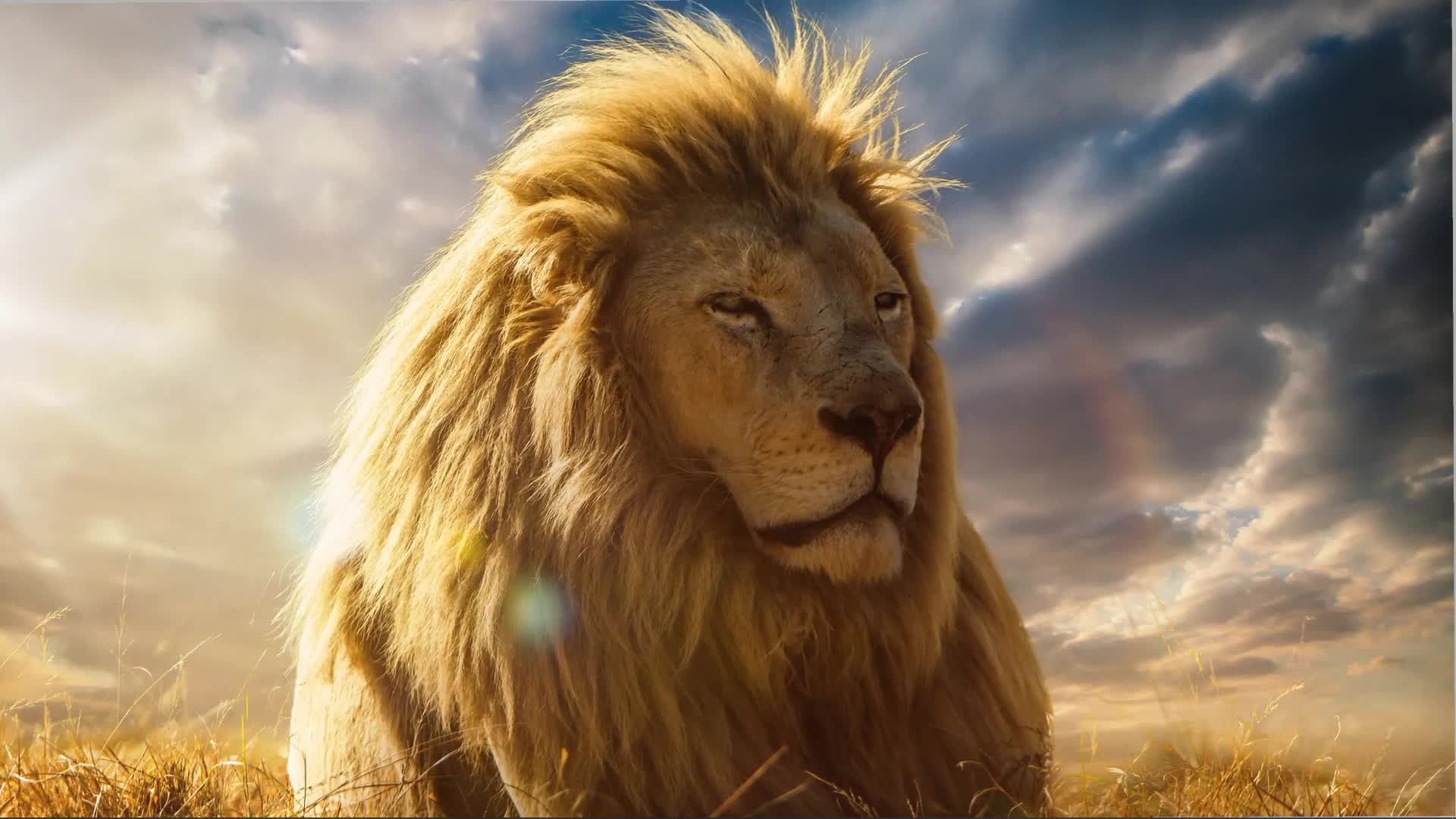 Peaceful Lion Live Wallpaper