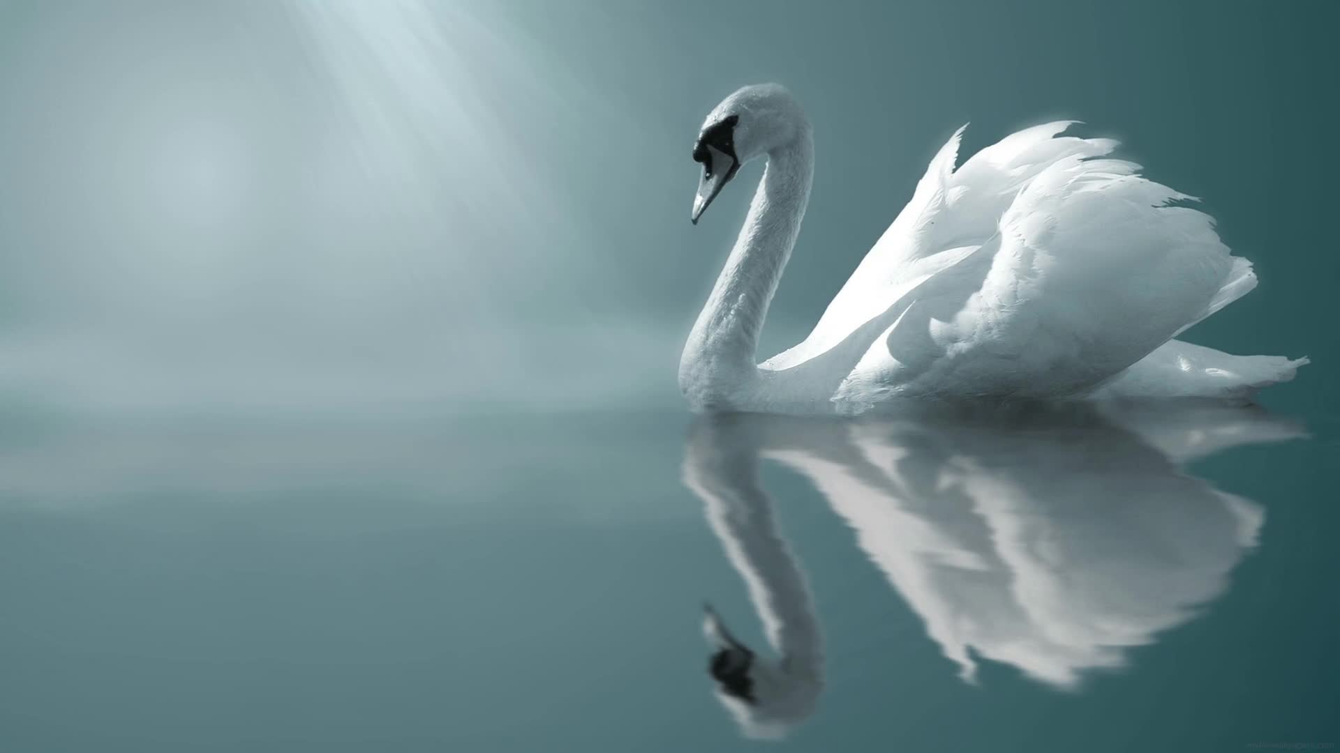 Desktop Animated Swan Live Wallpaper