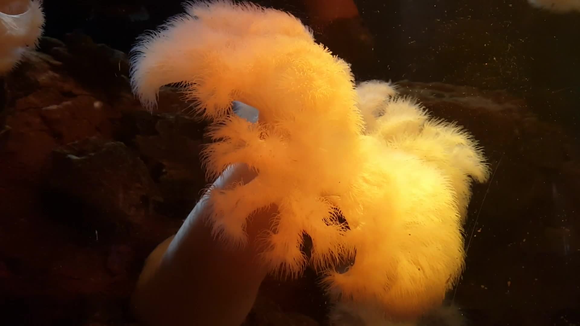 Anemone Windows Animated Wallpaper