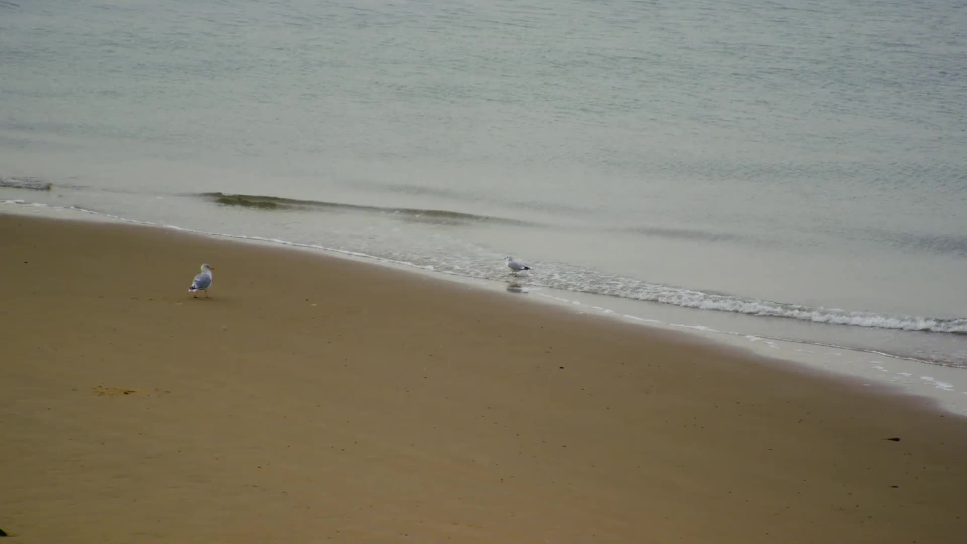 Beach and birds Windows Animated Wallpaper