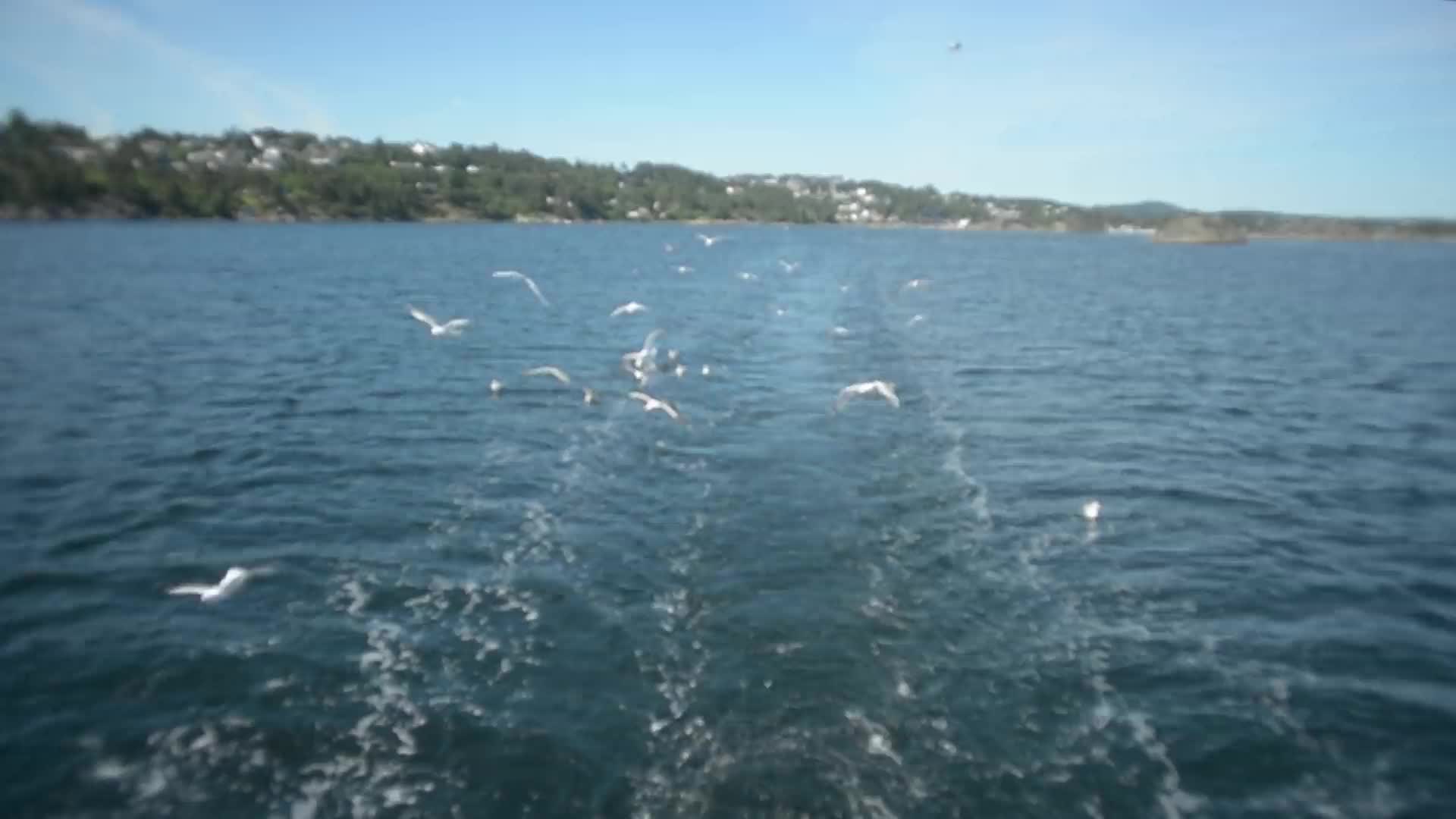 birds PC Live Wallpaper