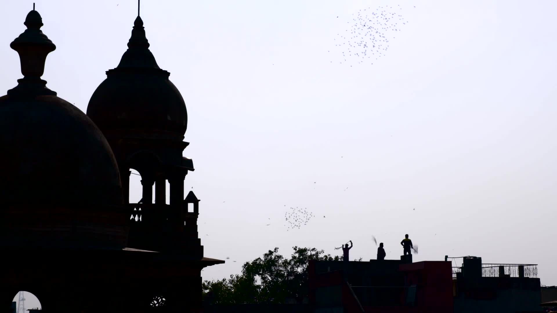 birdcatcher PC Live Wallpaper