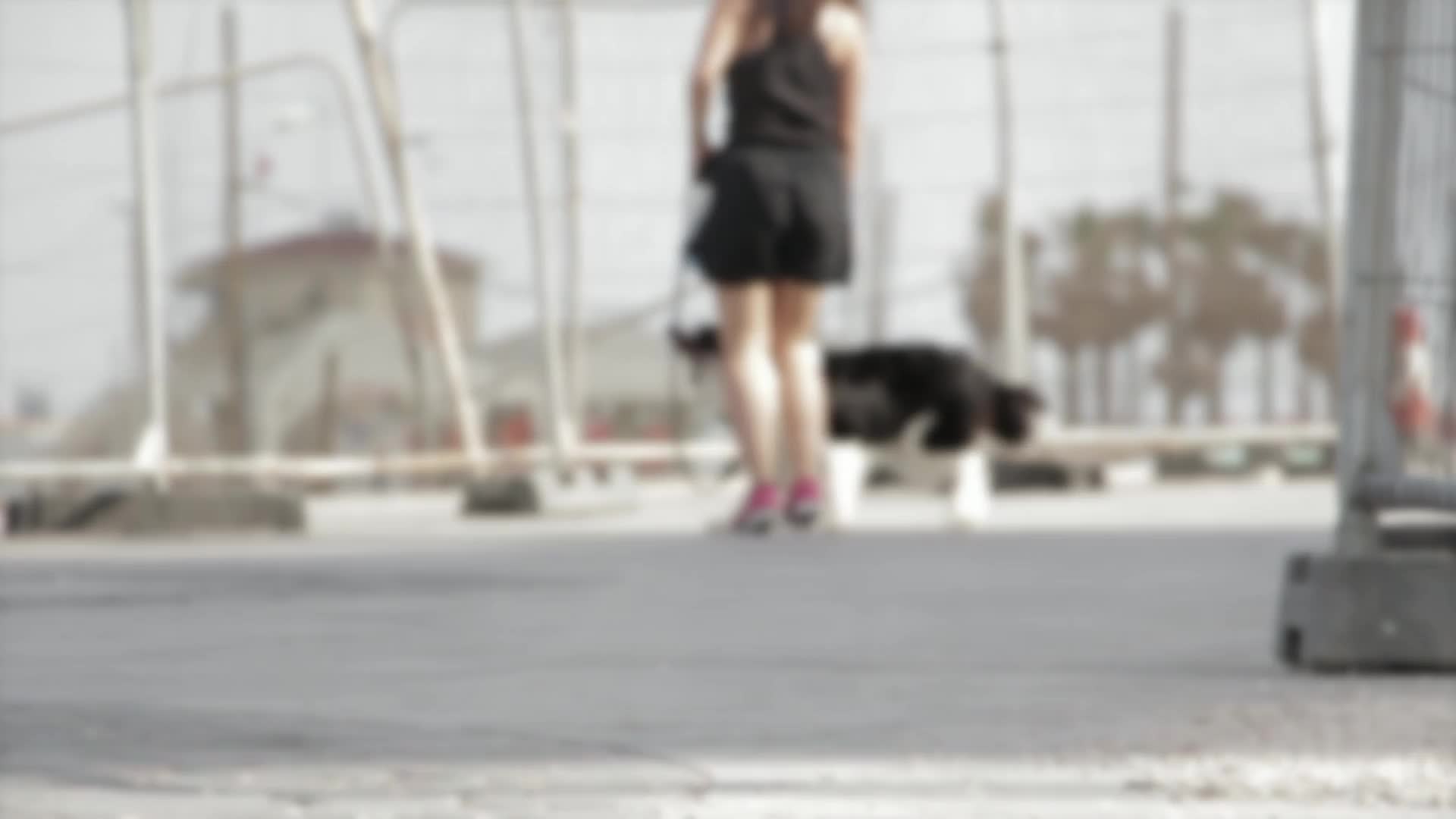 Border Collie PC Live Wallpaper live wallpaper