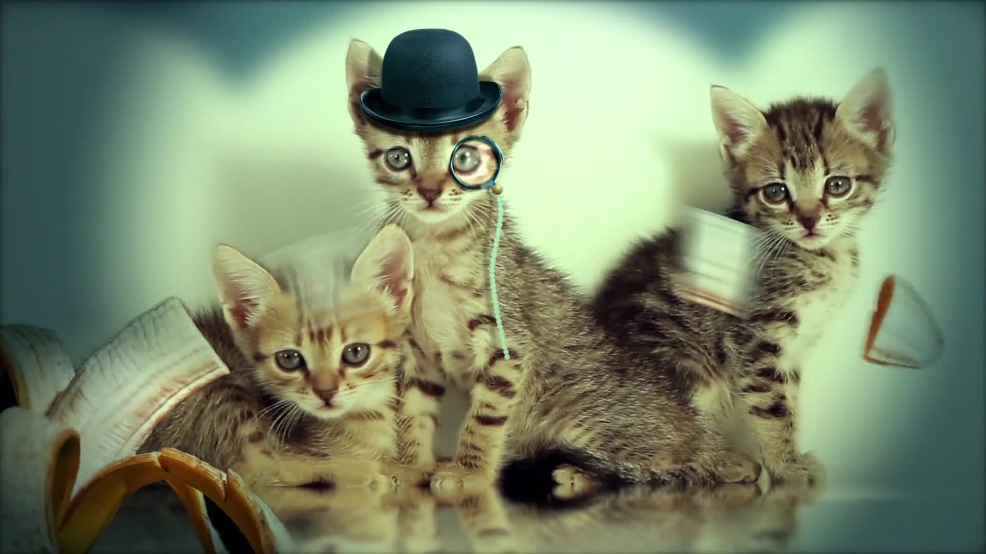 Cats Windows Animated Wallpaper