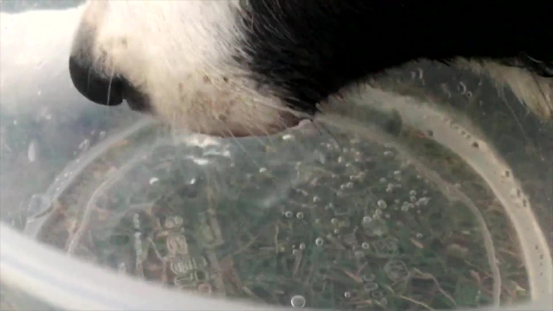 Drinking Dog PC Live Wallpaper