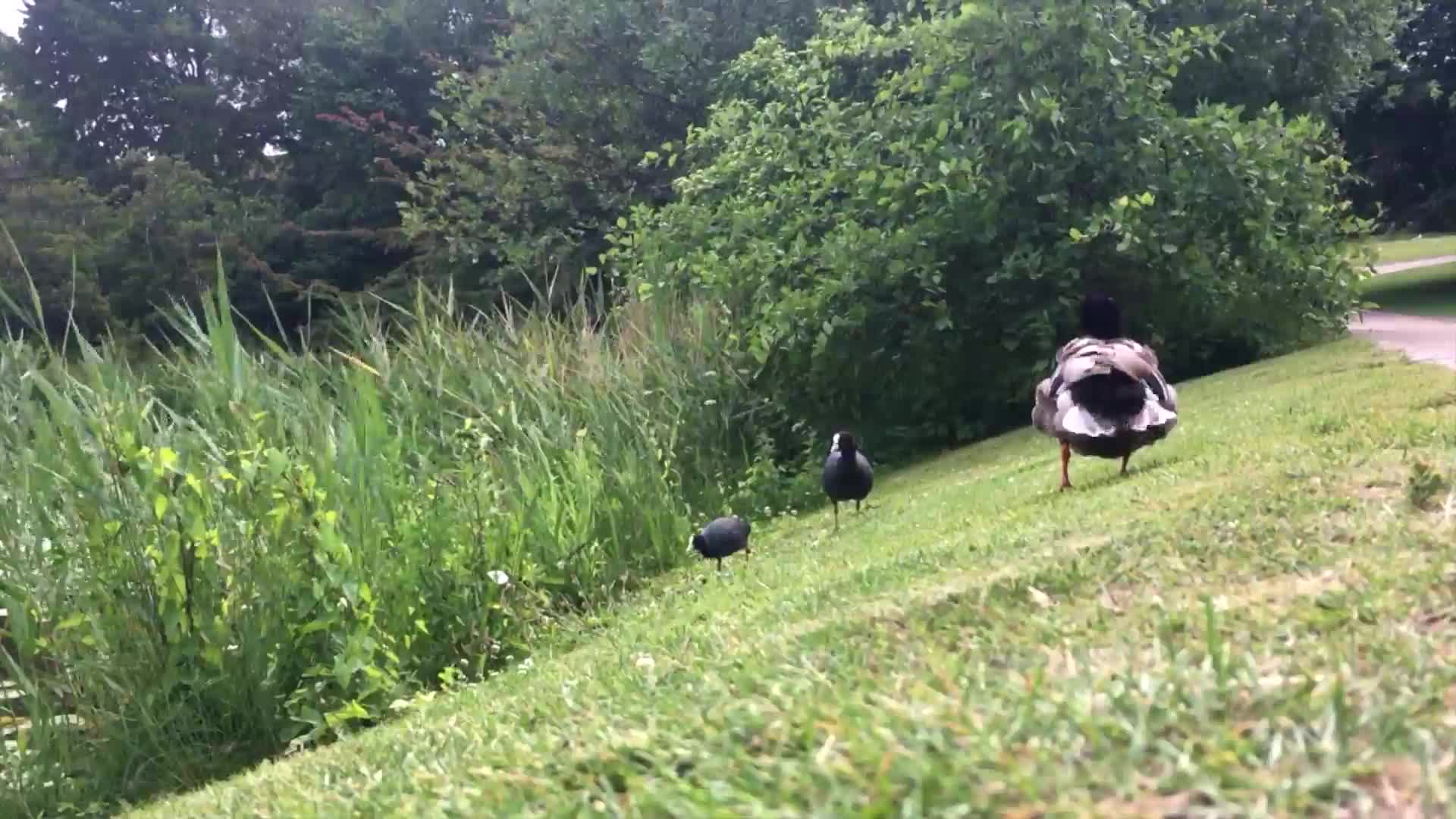 Duckies PC Live Wallpaper live wallpaper