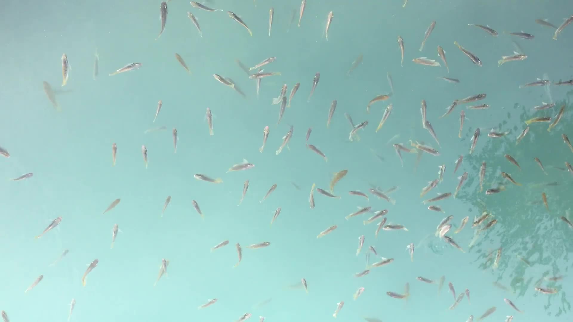 Fish Tank PC Live Wallpaper