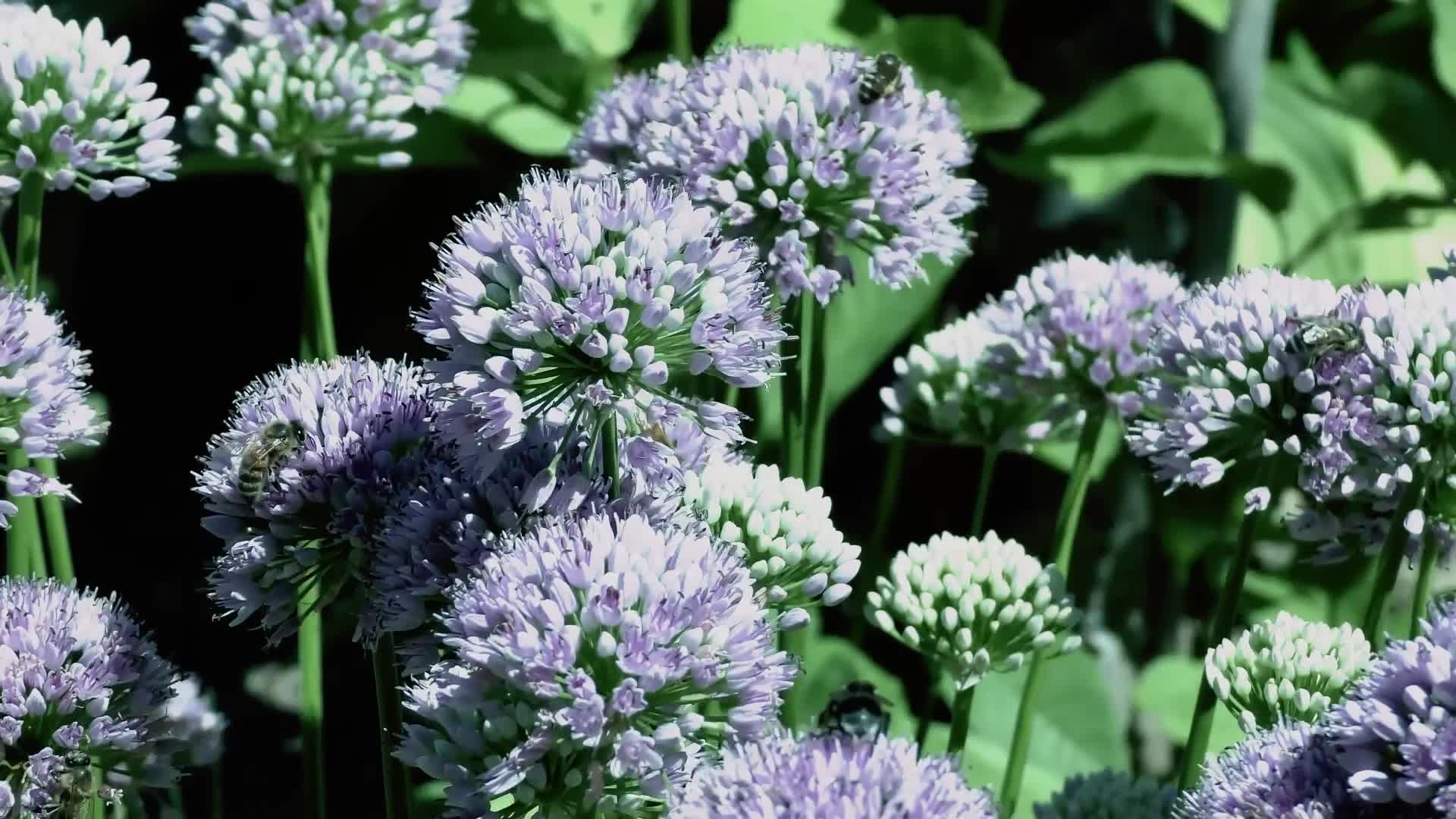 Flowers Windows Animated Wallpaper