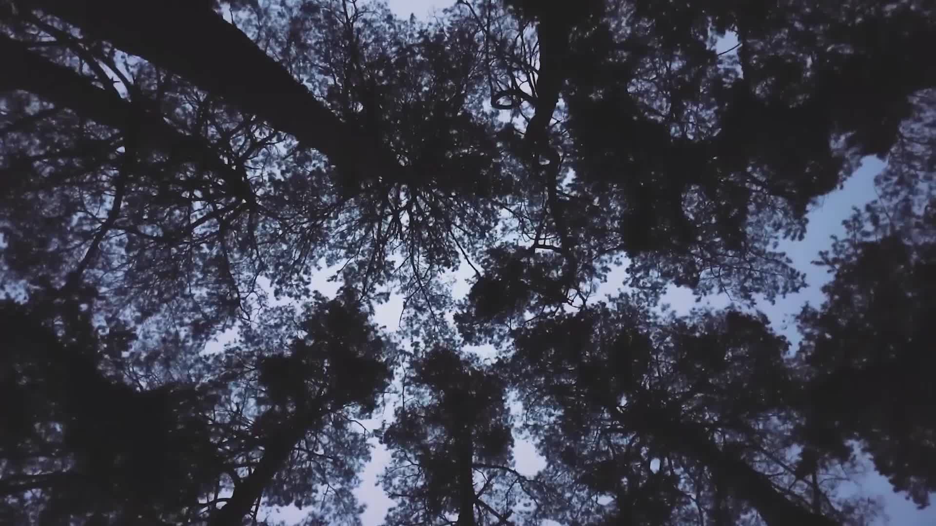 Forest Lullaby Windows Animated Wallpaper