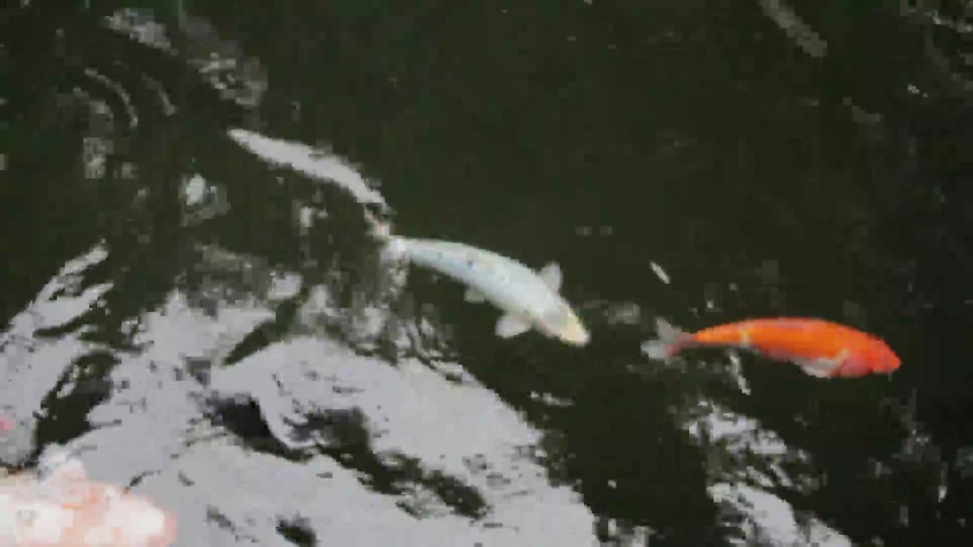 Gold PC Live Wallpaper