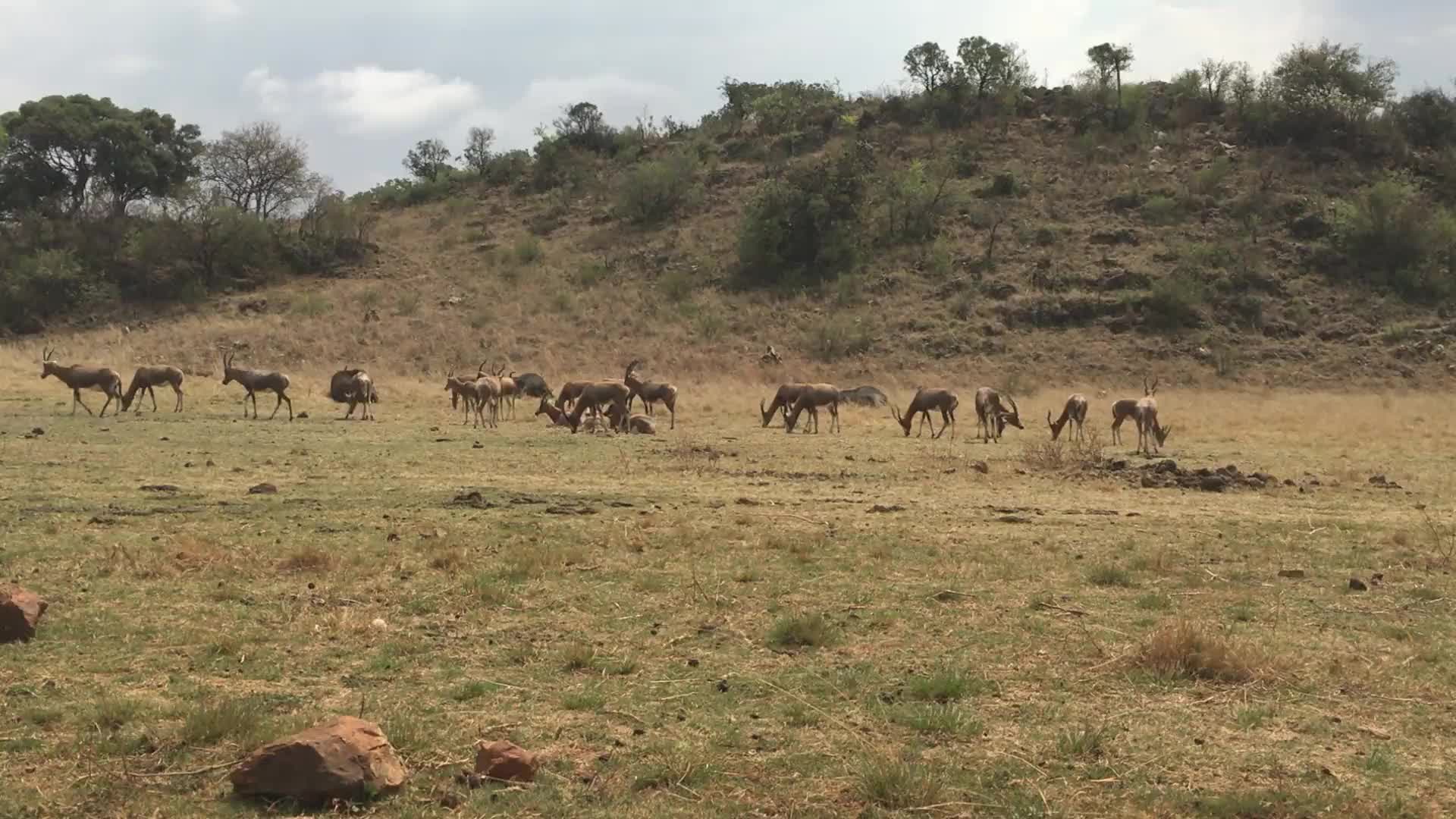 Horns PC Live Wallpaper