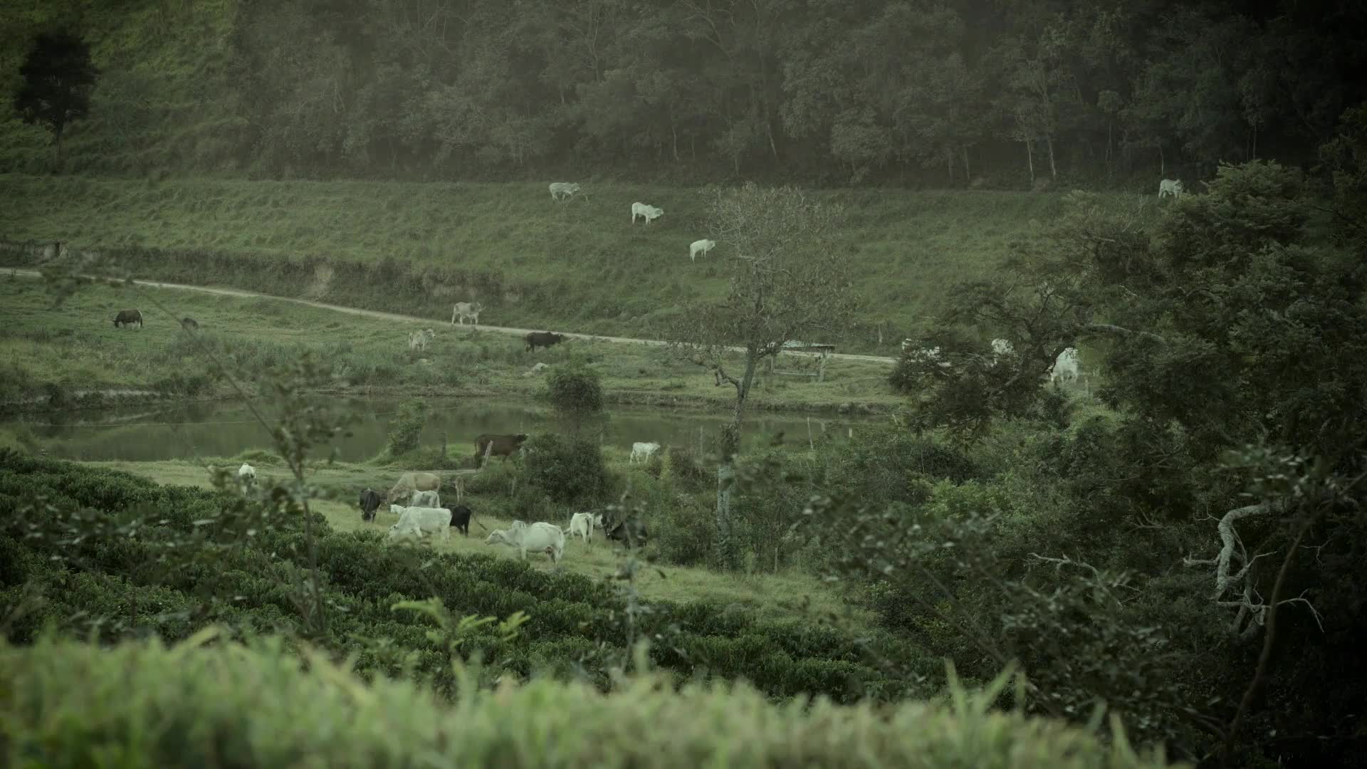 Holy Cow PC Live Wallpaper live wallpaper