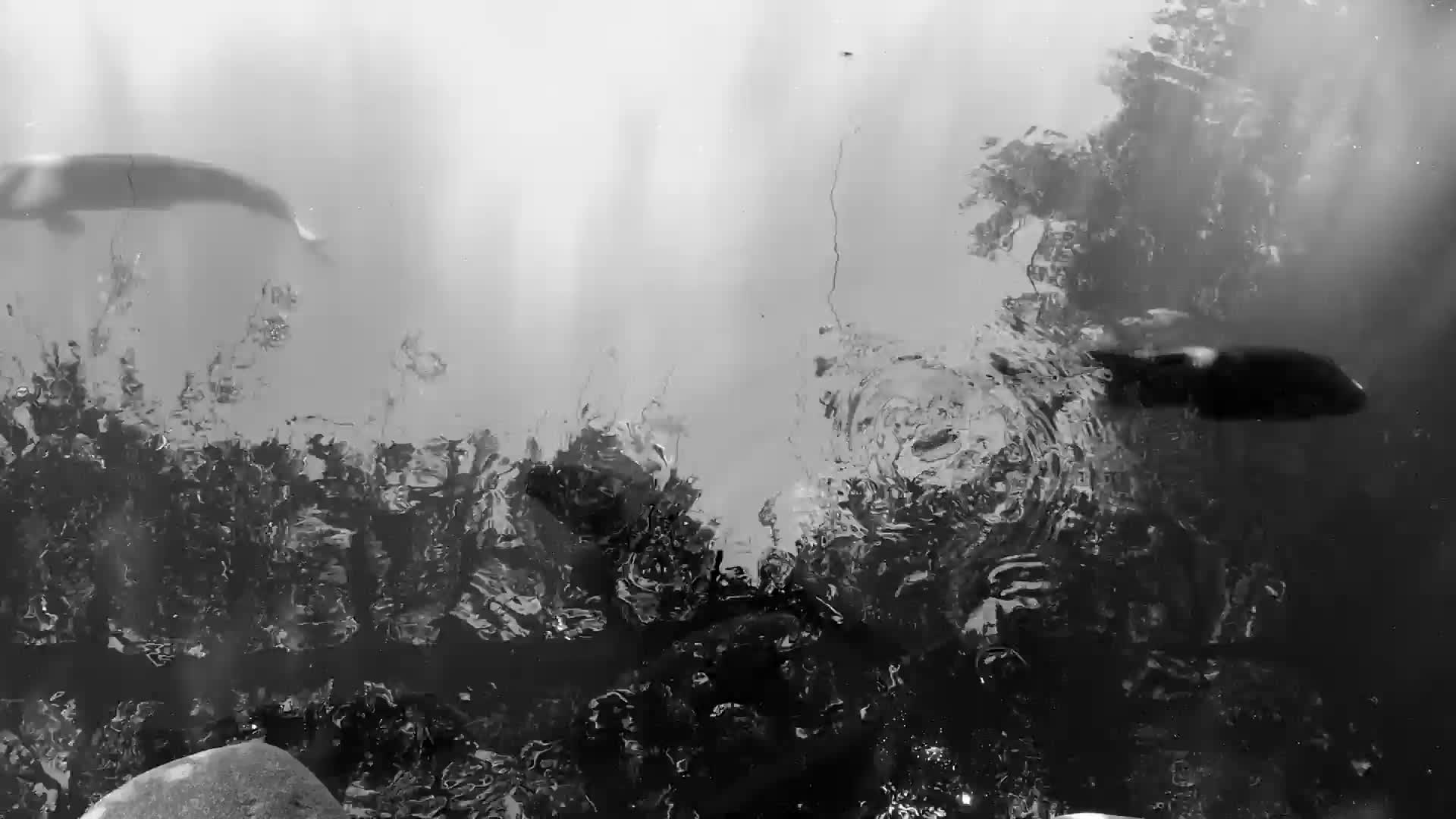 Make A Wish PC Live Wallpaper live wallpaper