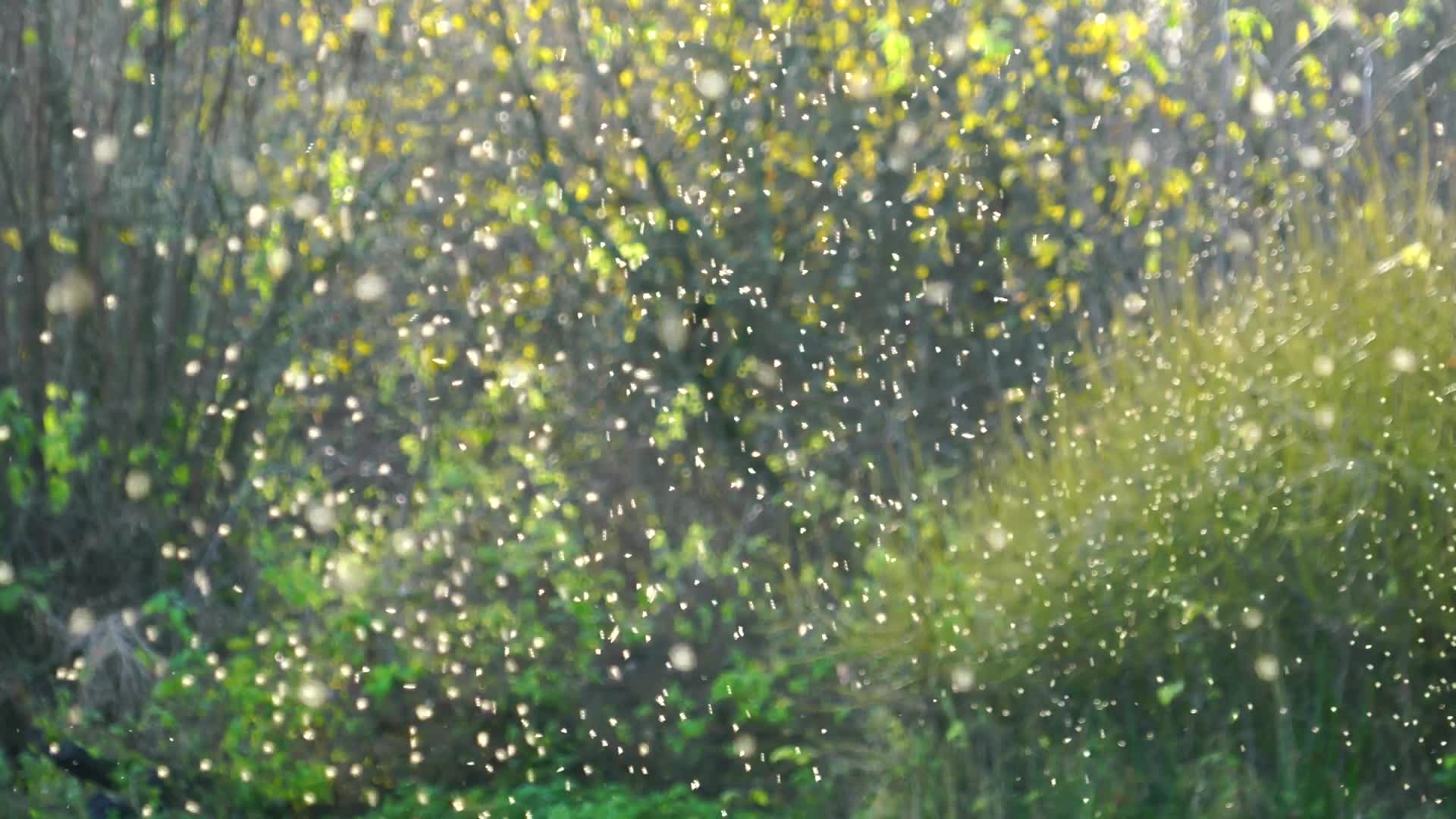 Mosquito Swarm Windows Animated Wallpaper