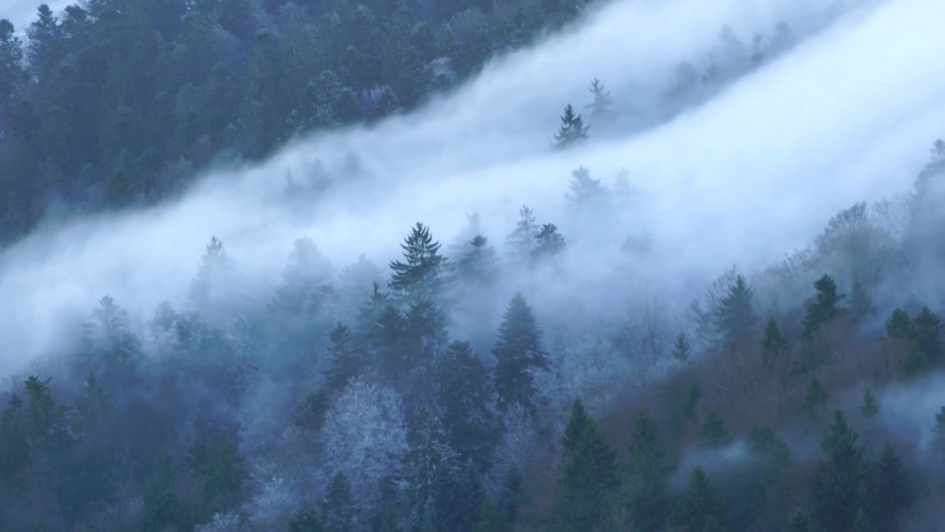 Nebellandschaft Windows Animated Wallpaper