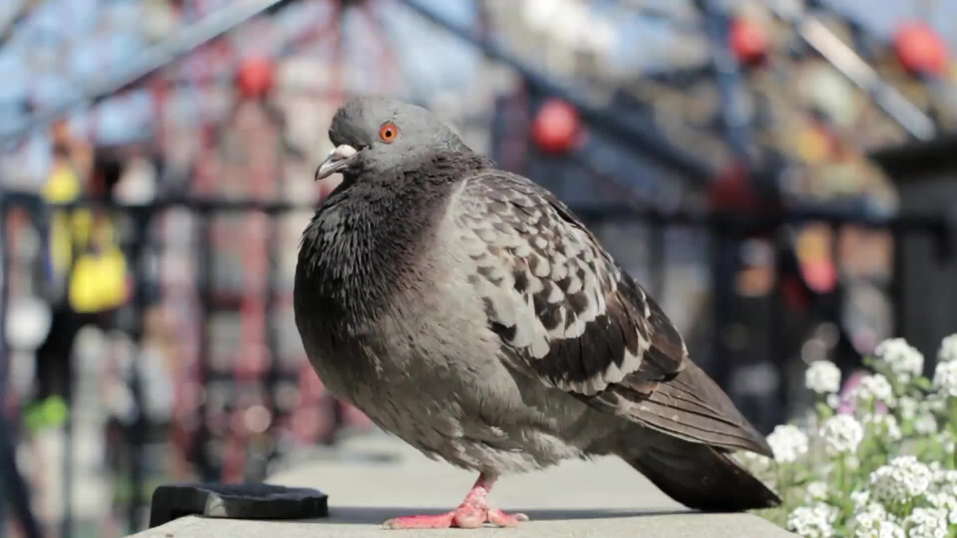 Pigeon Impossible PC Live Wallpaper live wallpaper
