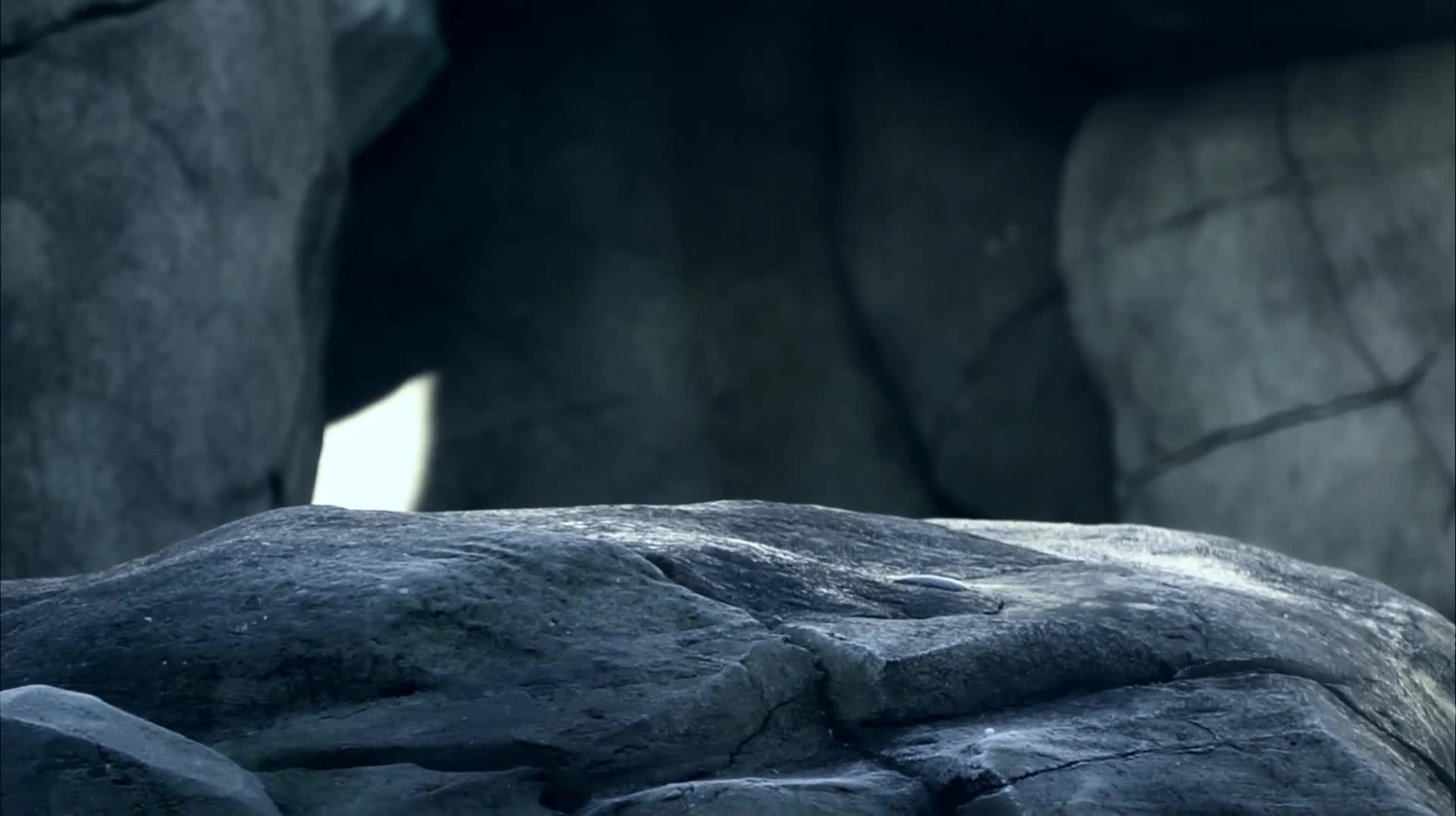 Polar Bear Windows Animated Wallpaper