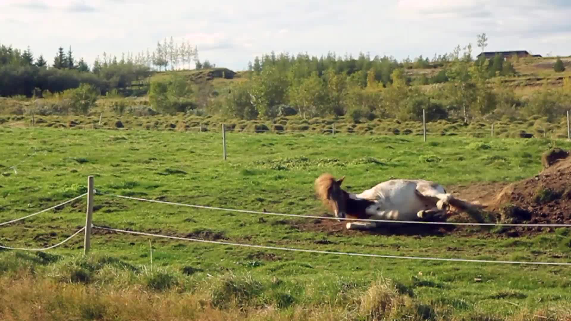 Rolling horse PC Live Wallpaper