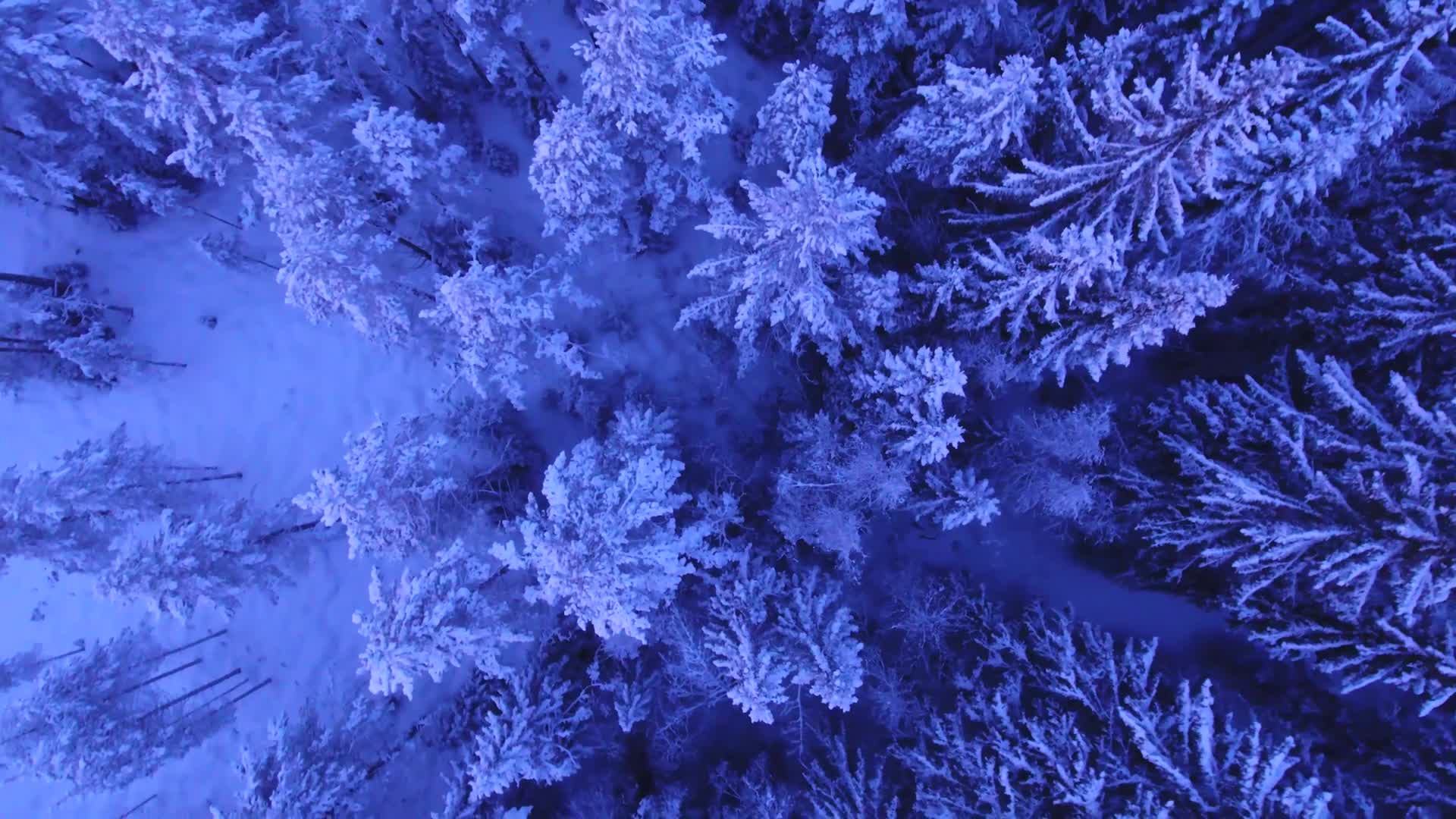 Snowy Trees Windows Animated Wallpaper